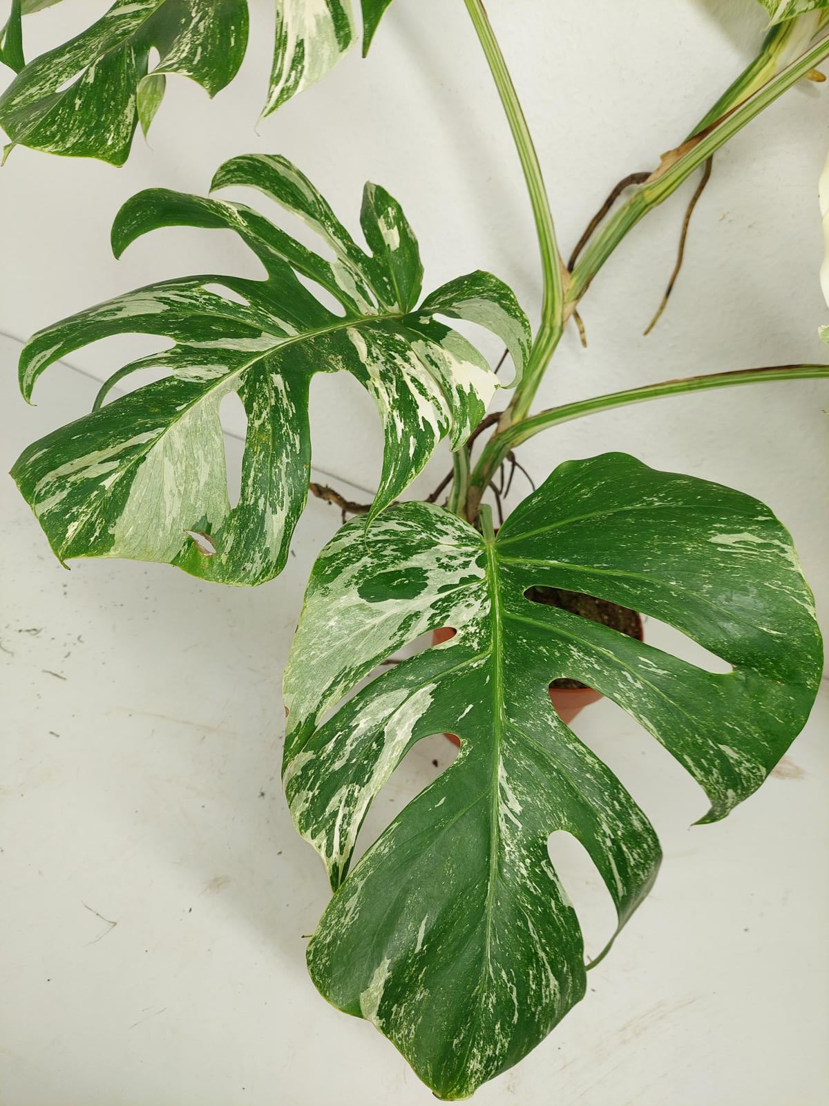 Monstera Variegata (zum aussuchen)
