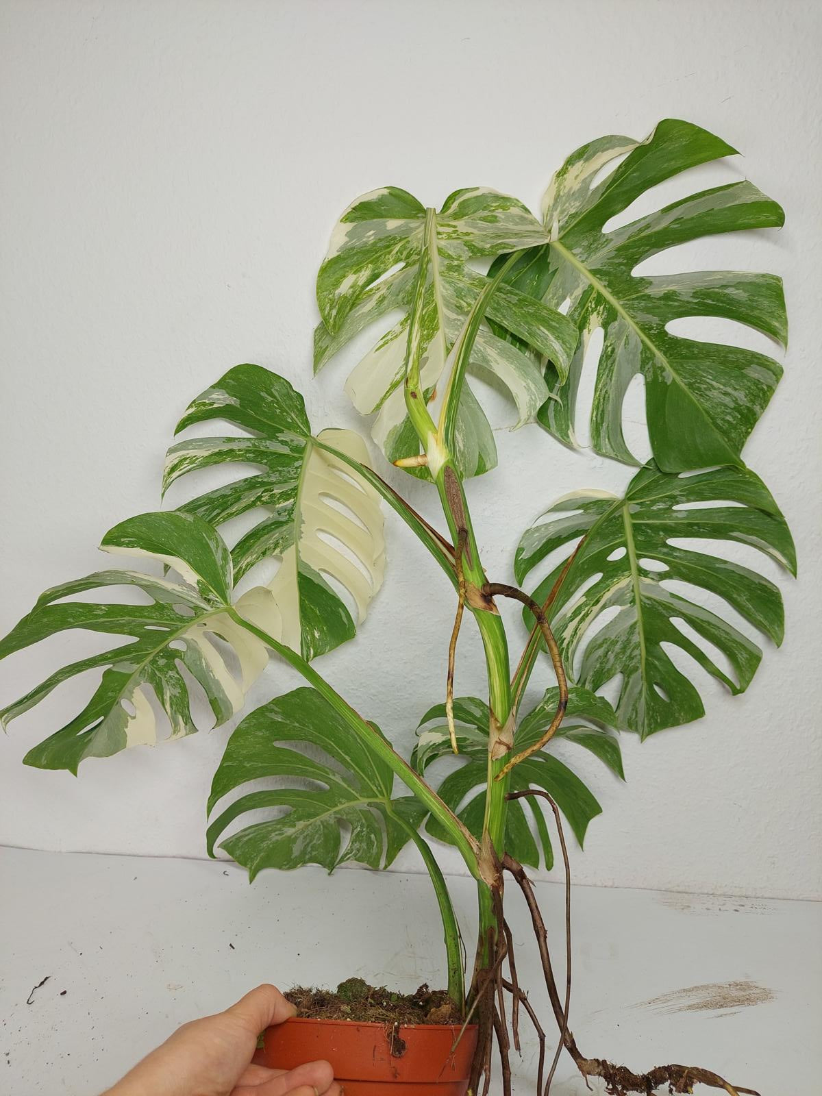 Monstera Variegata (zum aussuchen)