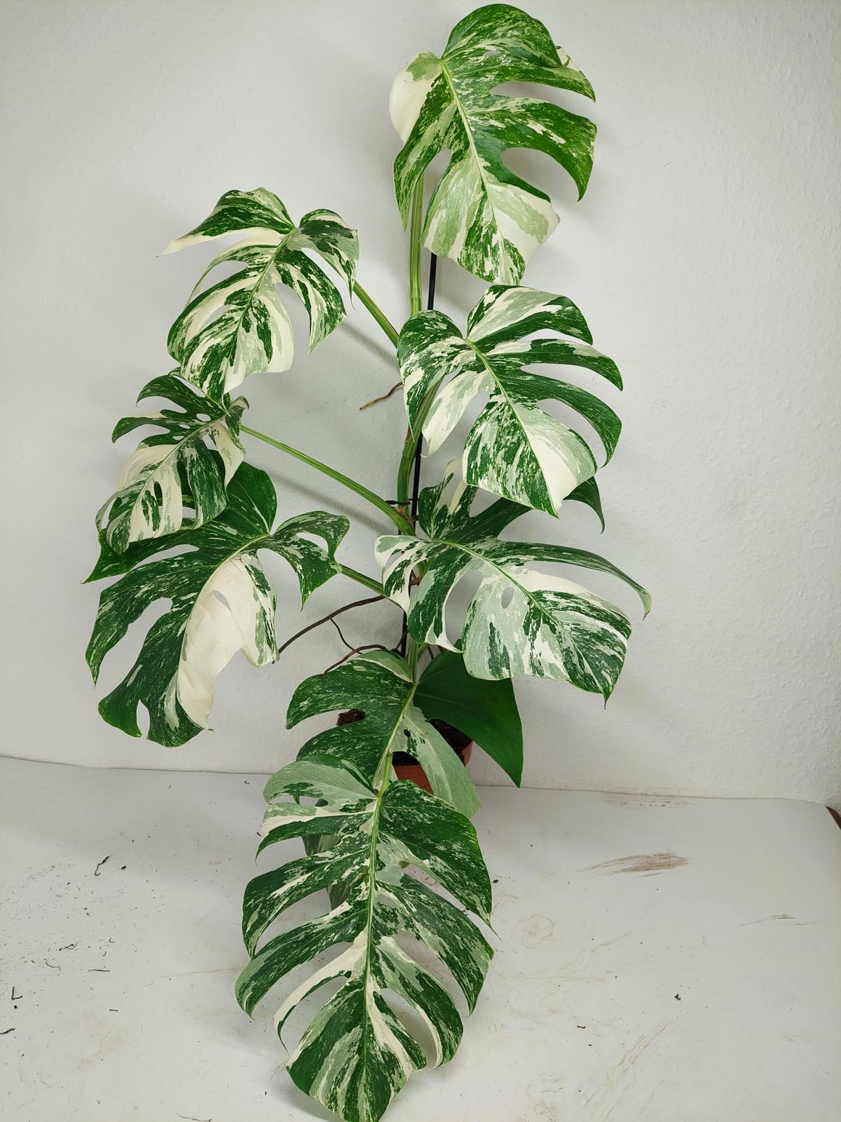Monstera Variegata (zum aussuchen)