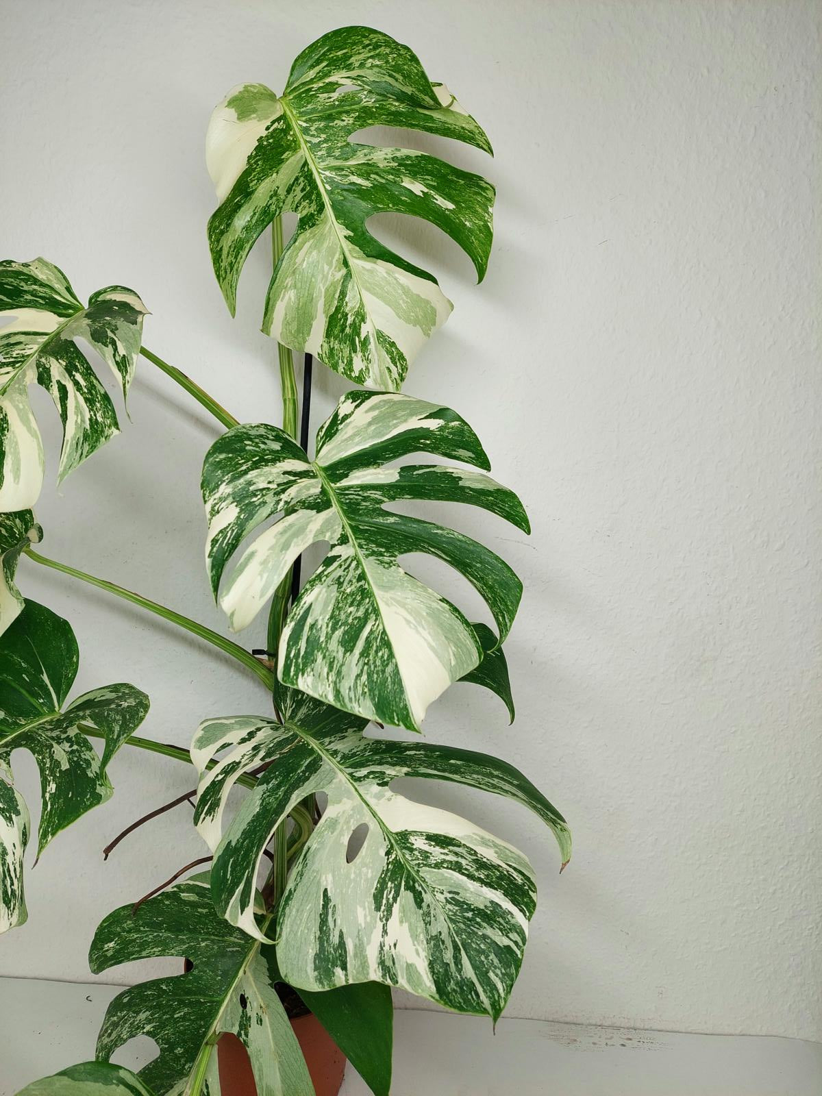 Monstera Variegata (zum aussuchen)