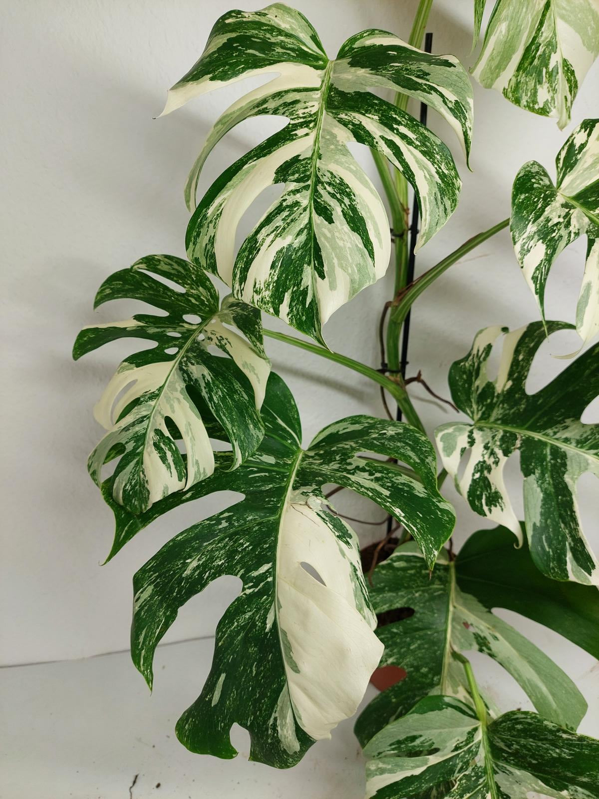 Monstera Variegata (zum aussuchen)