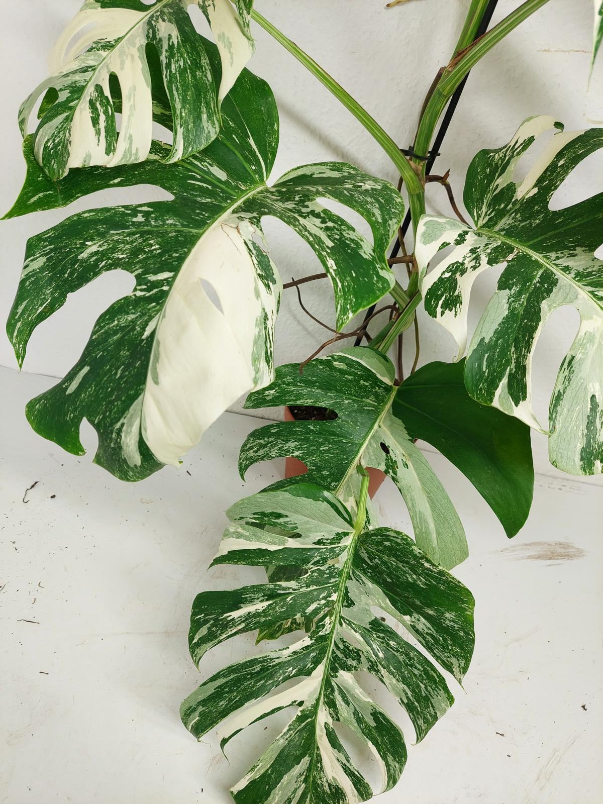 Monstera Variegata (zum aussuchen)