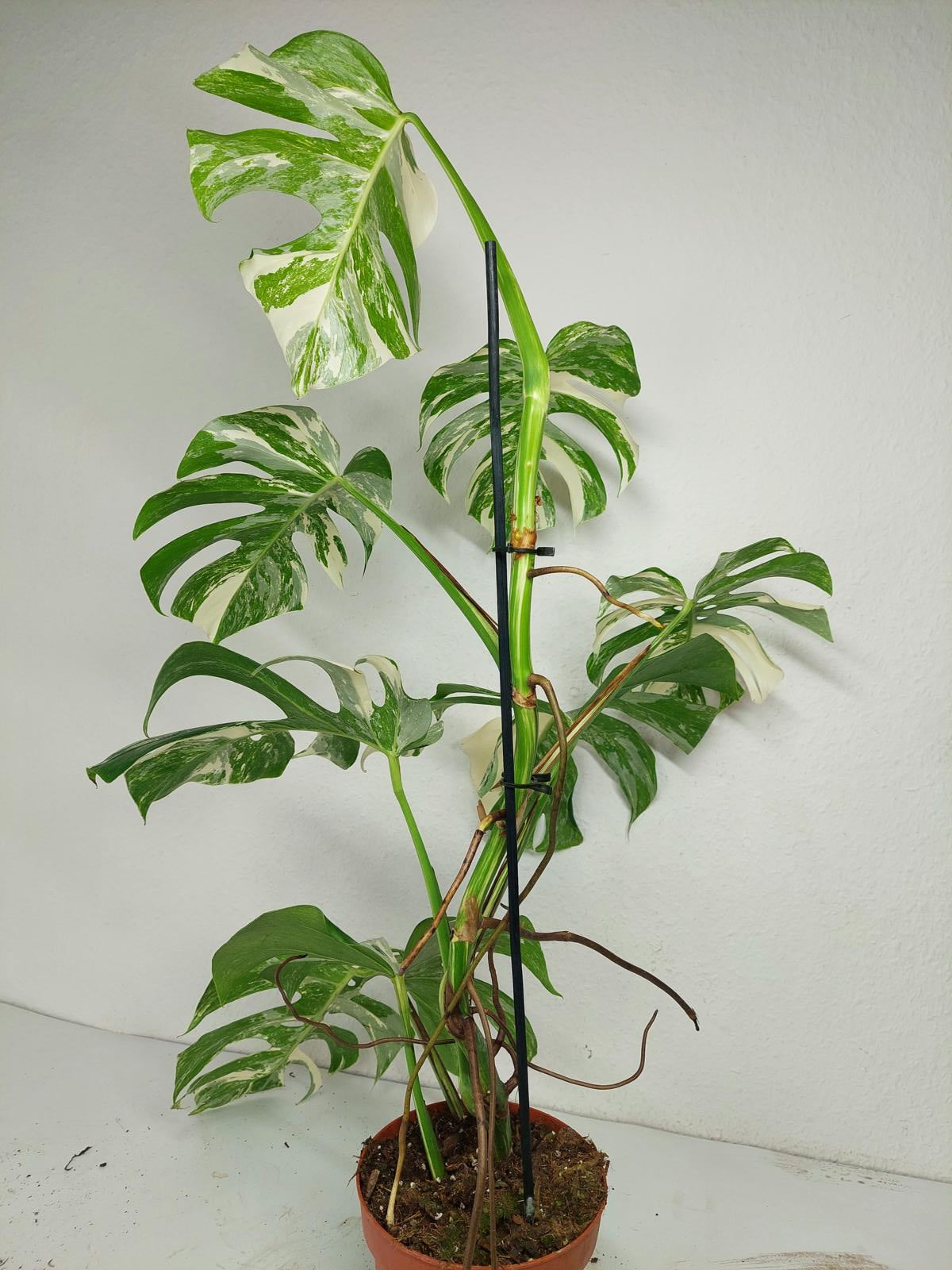 Monstera Variegata (zum aussuchen)