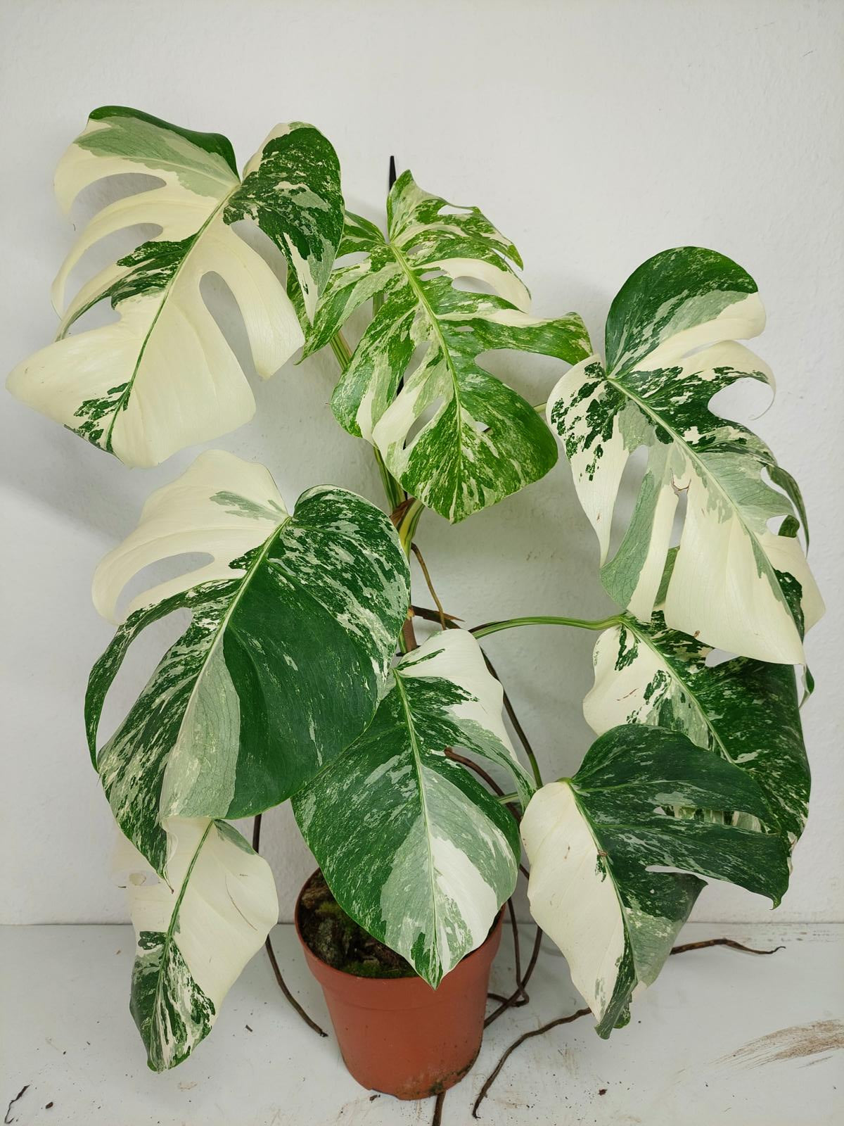 Monstera Variegata (zum aussuchen)