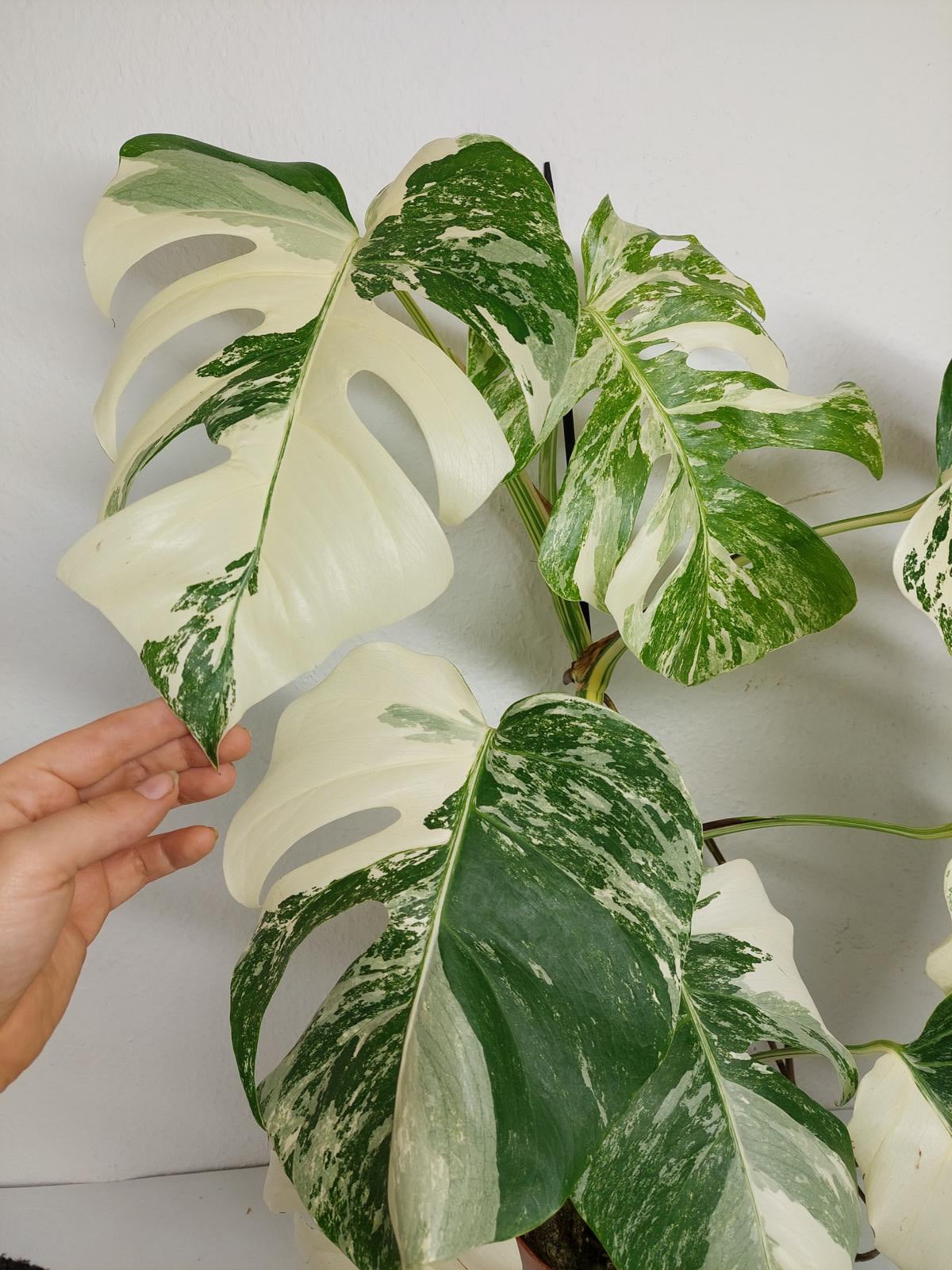 Monstera Variegata (zum aussuchen)