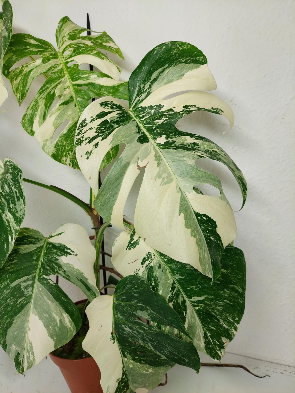 Monstera Variegata (zum aussuchen)
