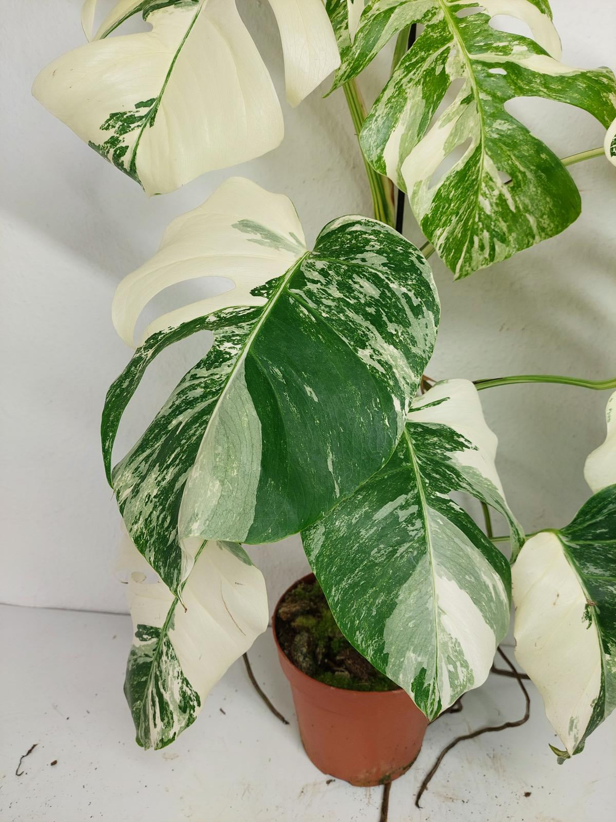 Monstera Variegata (zum aussuchen)