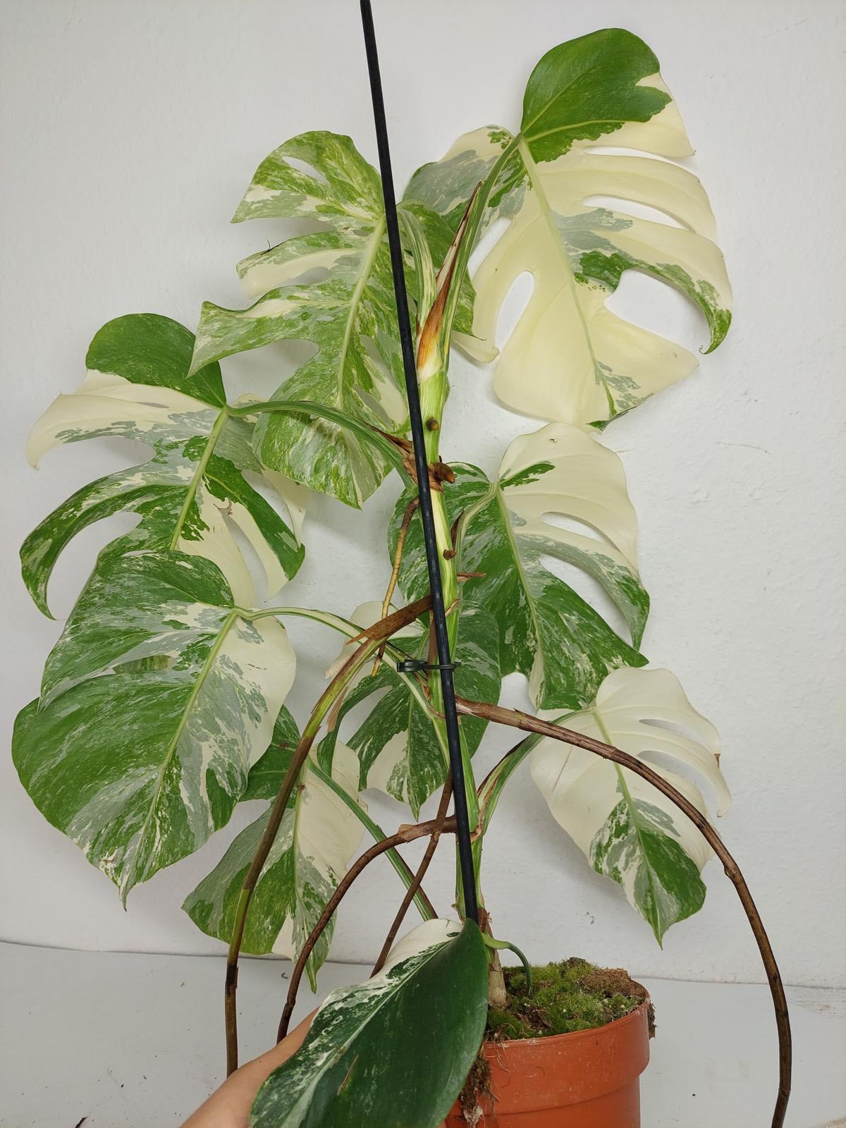 Monstera Variegata (zum aussuchen)