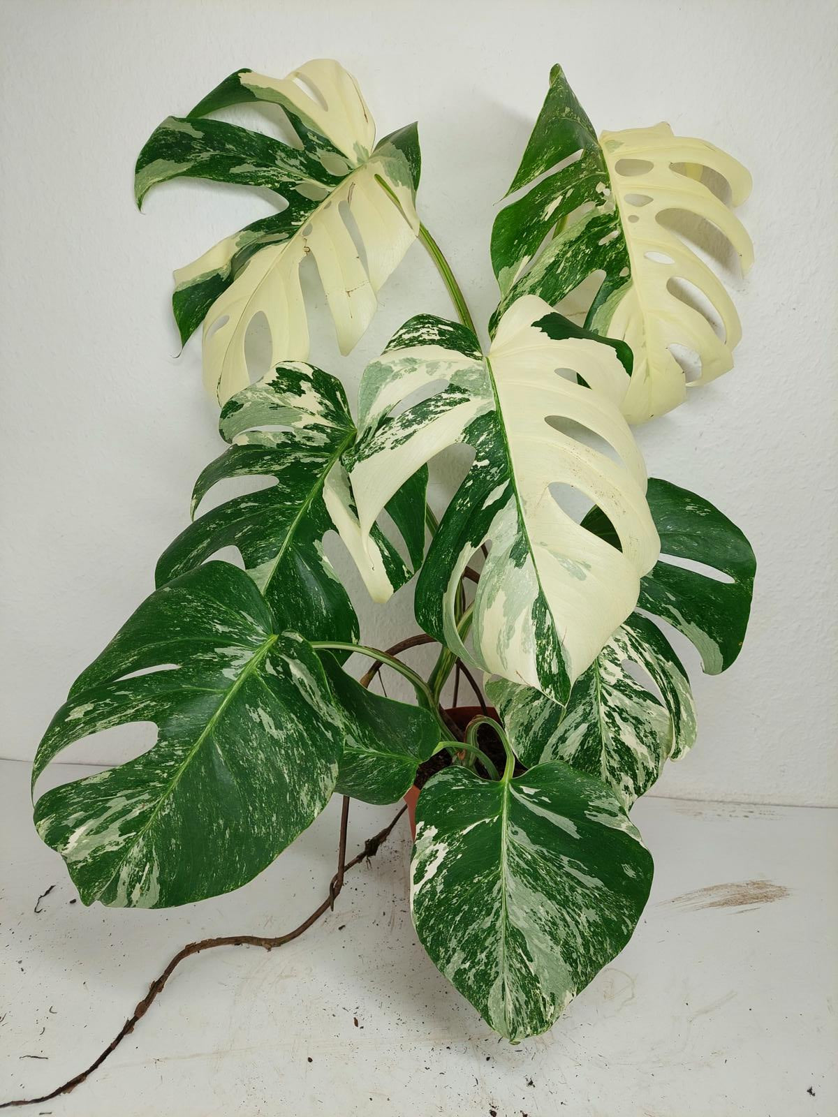 Monstera Variegata (zum aussuchen)
