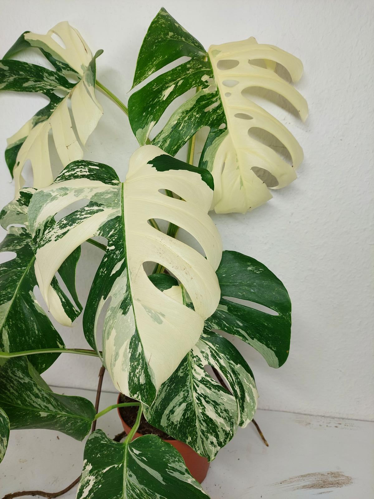 Monstera Variegata (zum aussuchen)