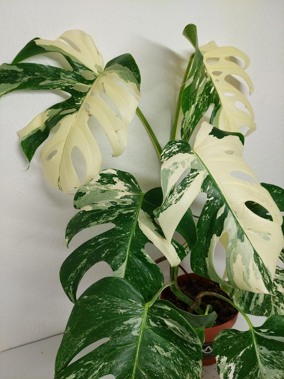 Monstera Variegata (zum aussuchen)