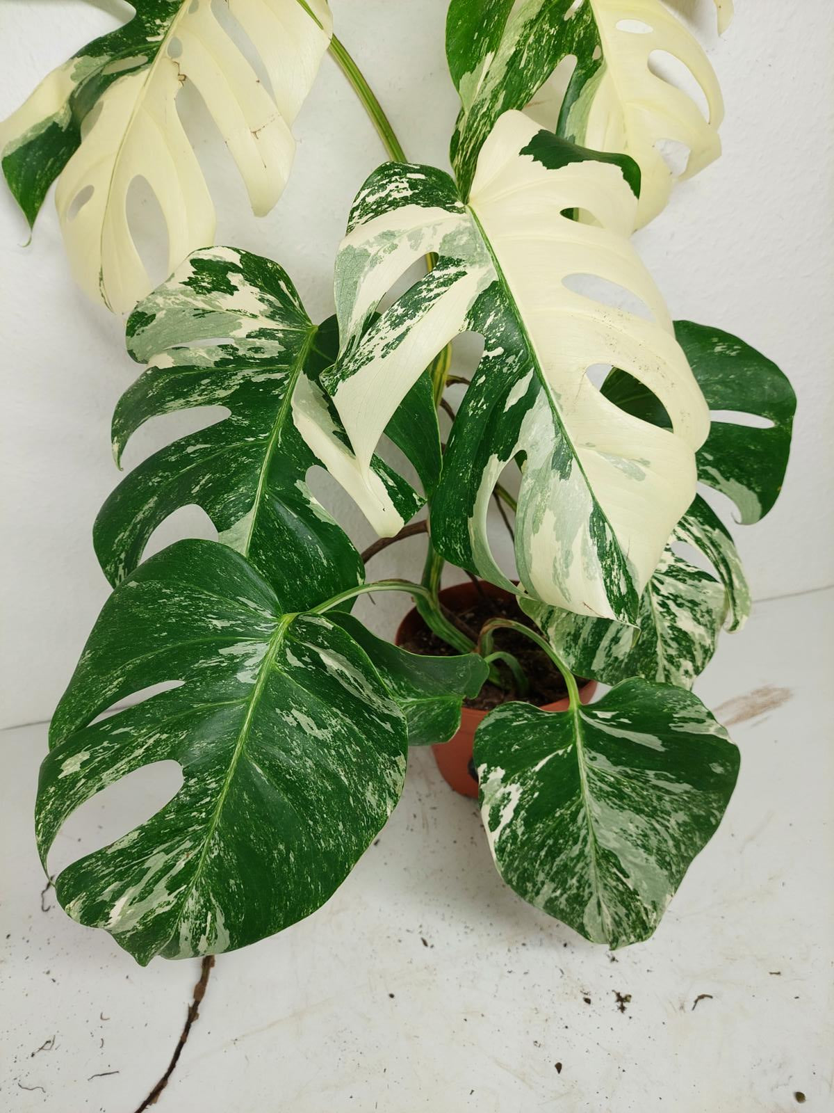 Monstera Variegata (zum aussuchen)