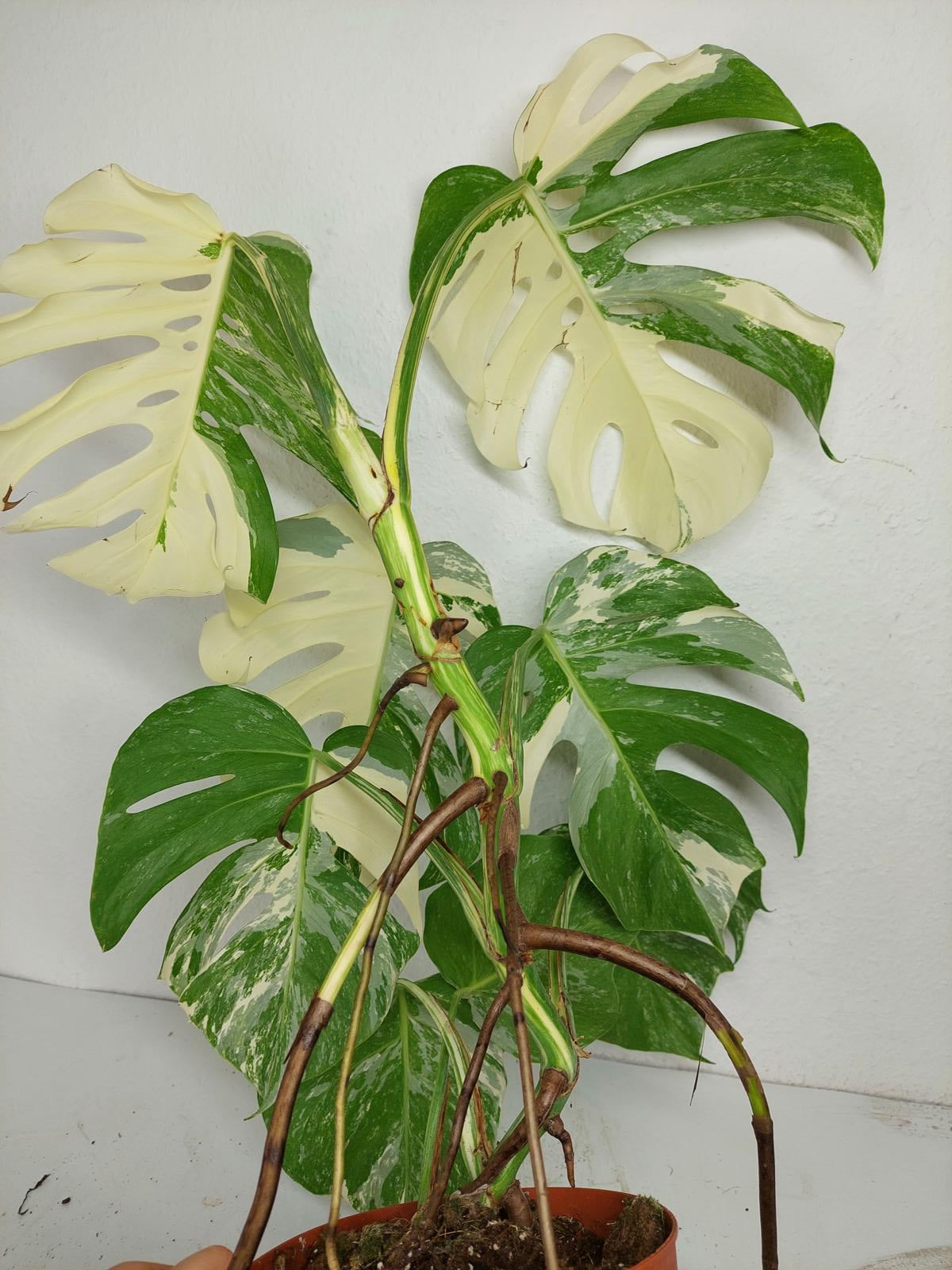 Monstera Variegata (zum aussuchen)