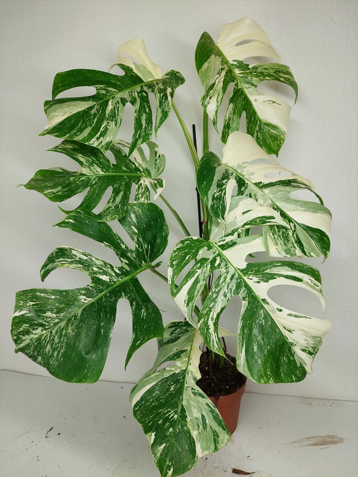 Monstera Variegata (zum aussuchen)