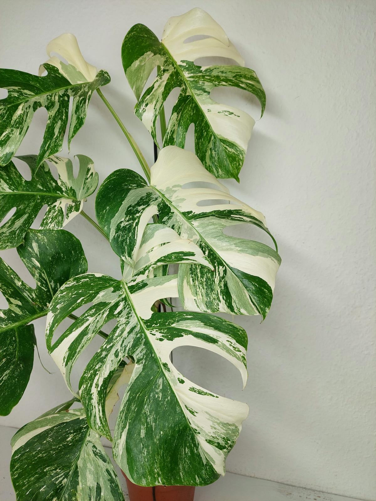 Monstera Variegata (zum aussuchen)
