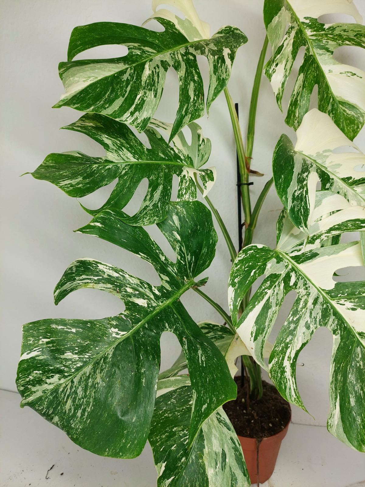 Monstera Variegata (zum aussuchen)