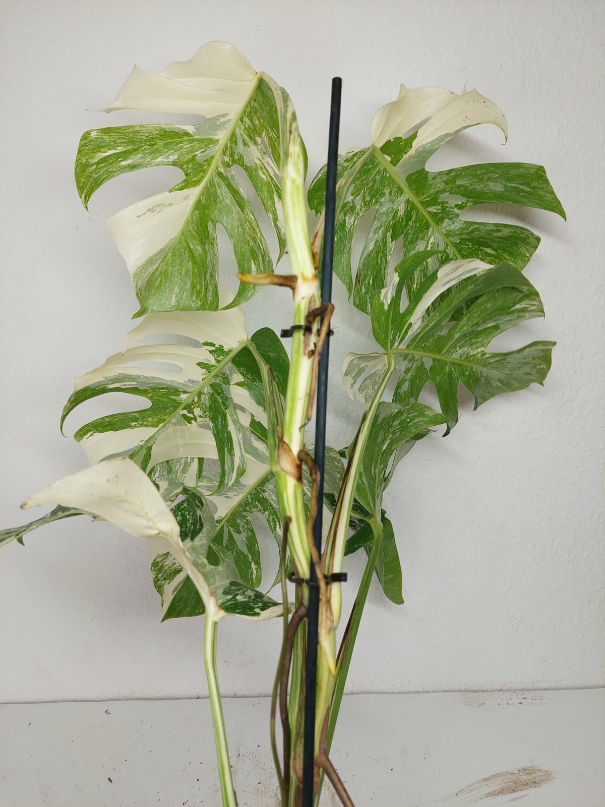 Monstera Variegata (zum aussuchen)