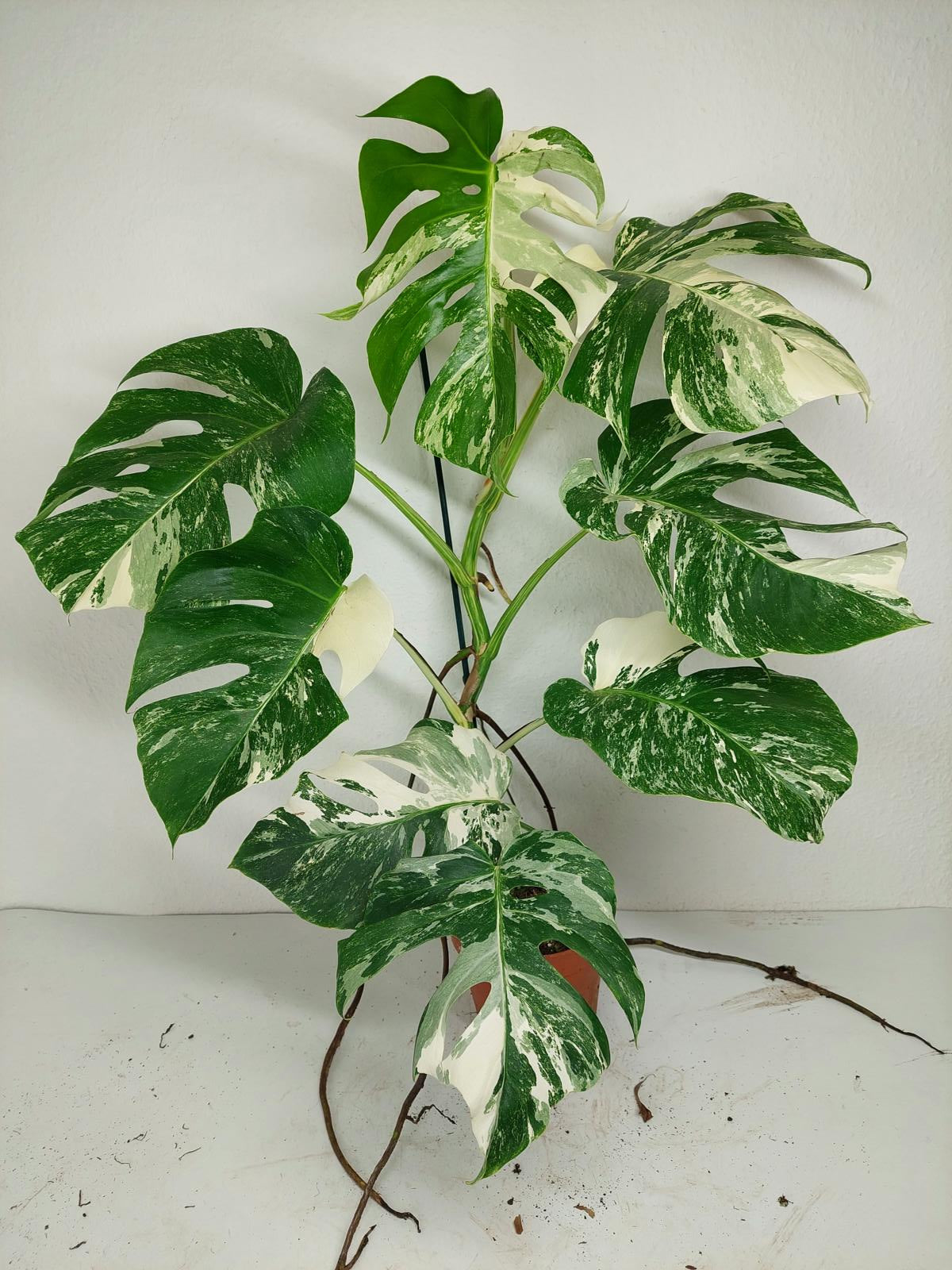 Monstera Variegata (zum aussuchen)