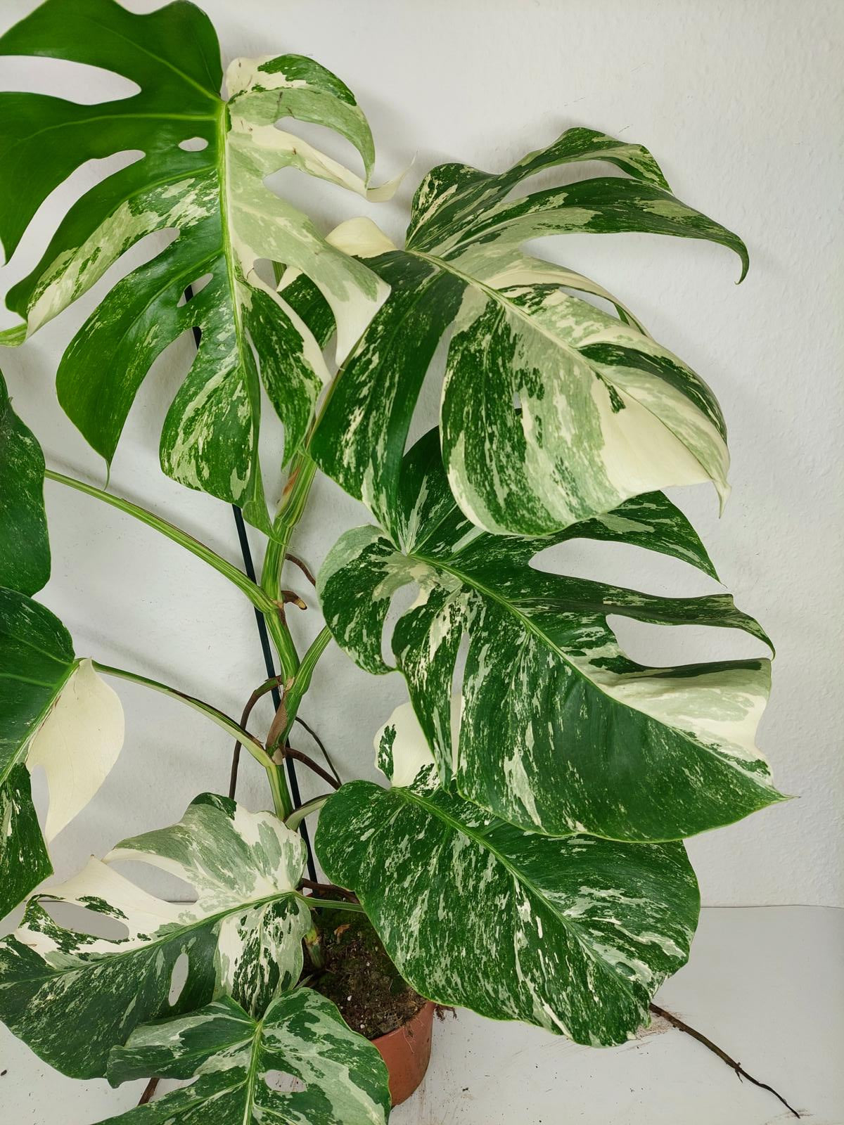 Monstera Variegata (zum aussuchen)