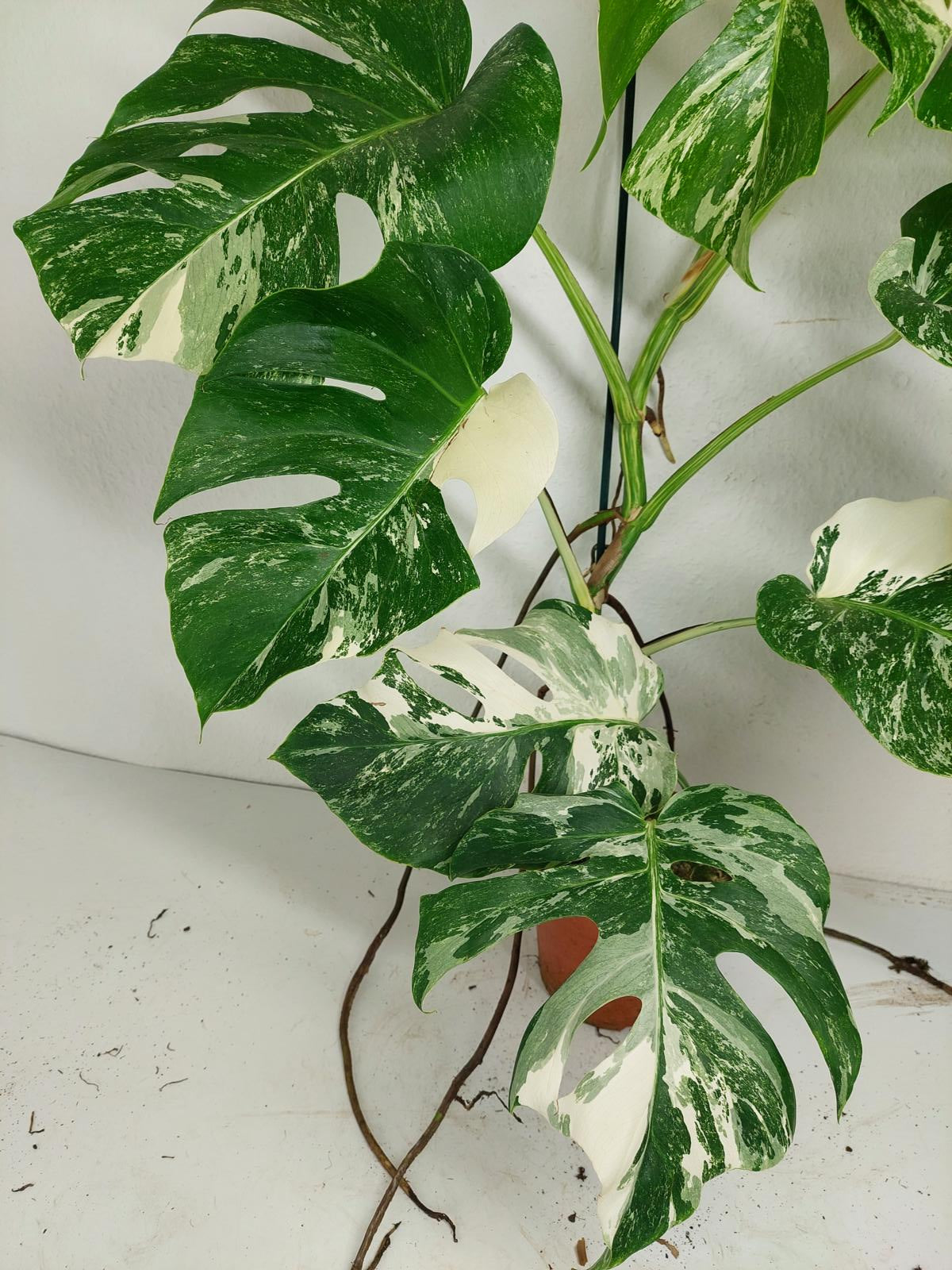 Monstera Variegata (zum aussuchen)