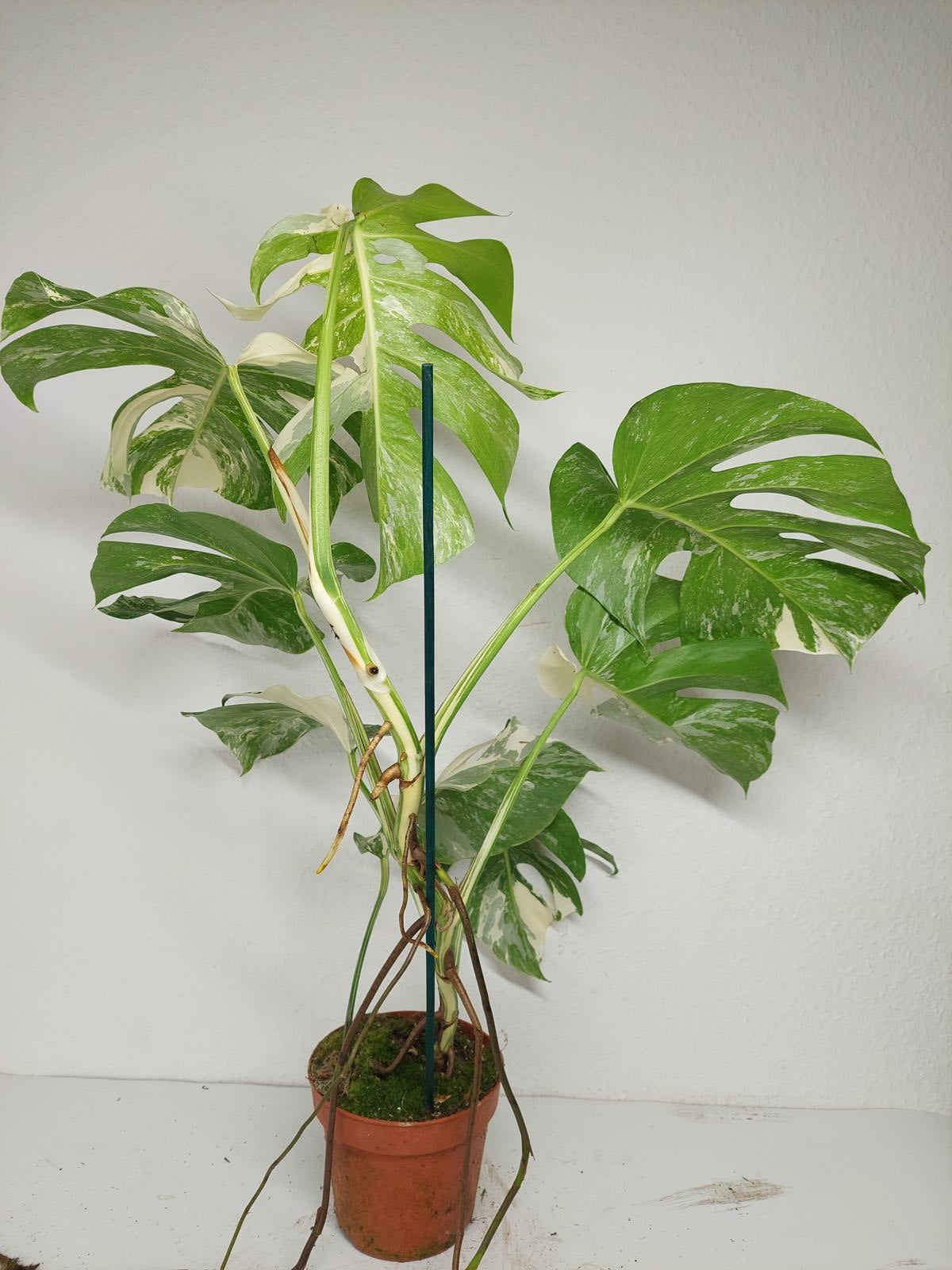 Monstera Variegata (zum aussuchen)