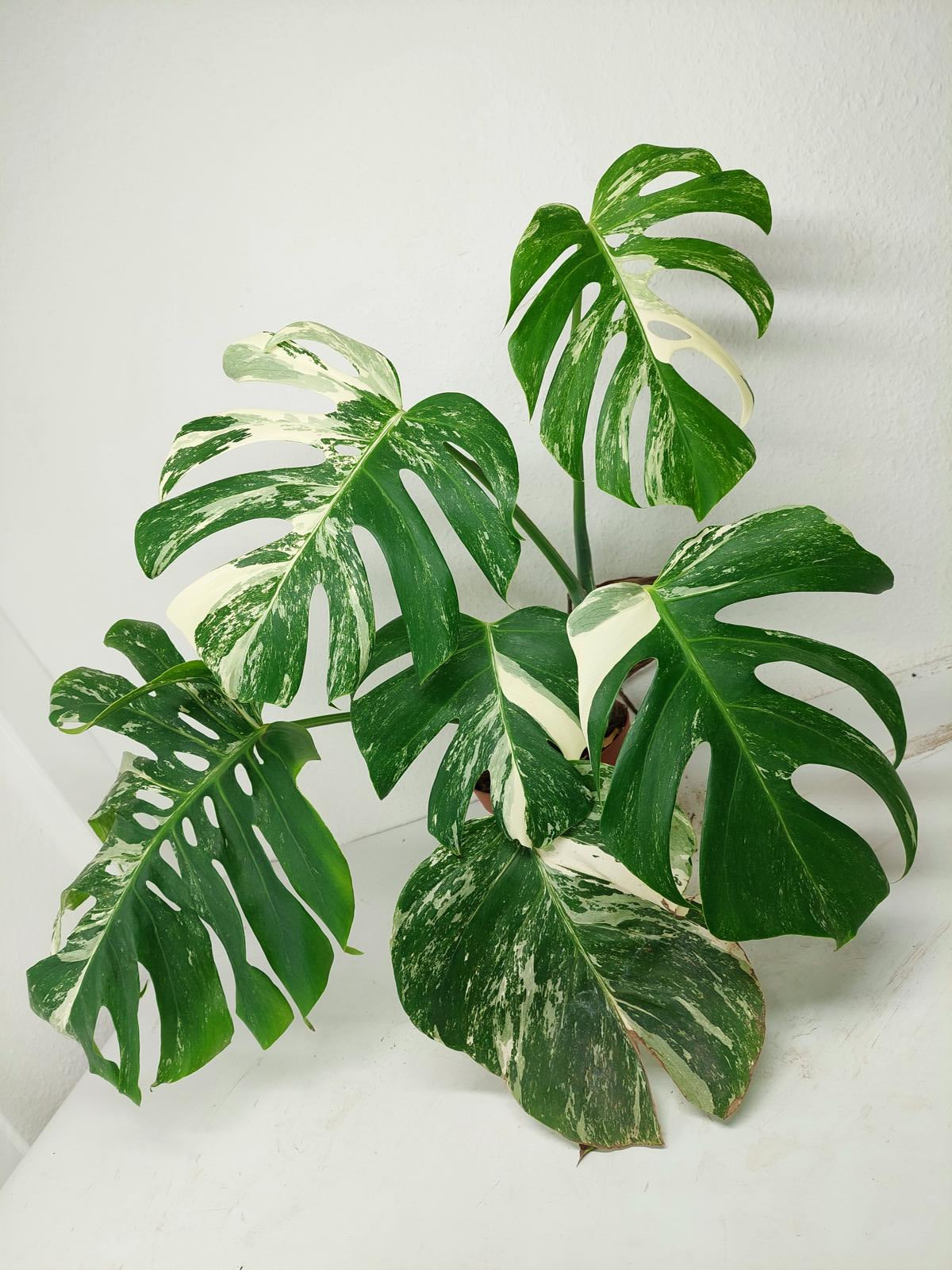 Monstera Variegata (zum aussuchen)