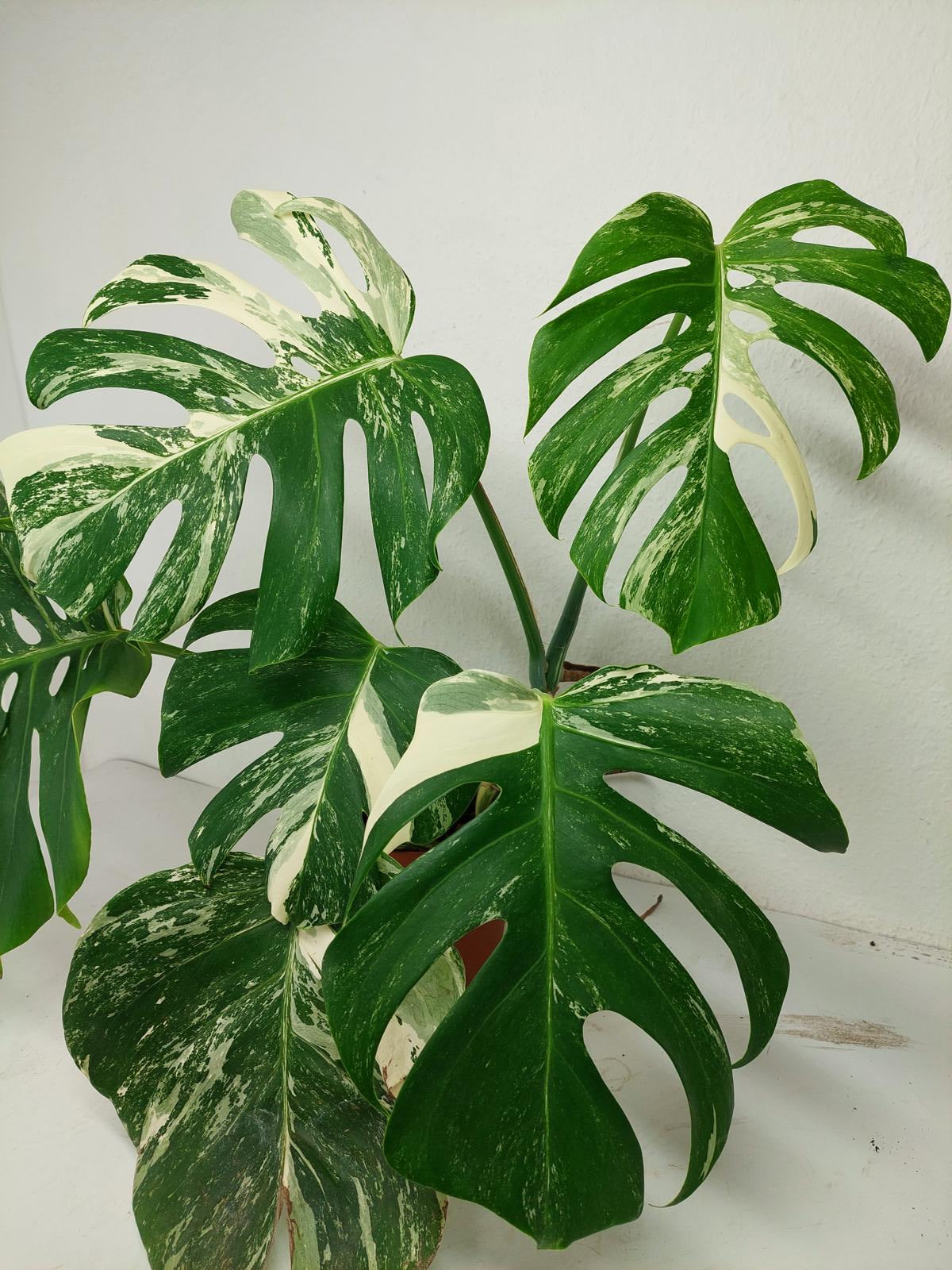 Monstera Variegata (zum aussuchen)