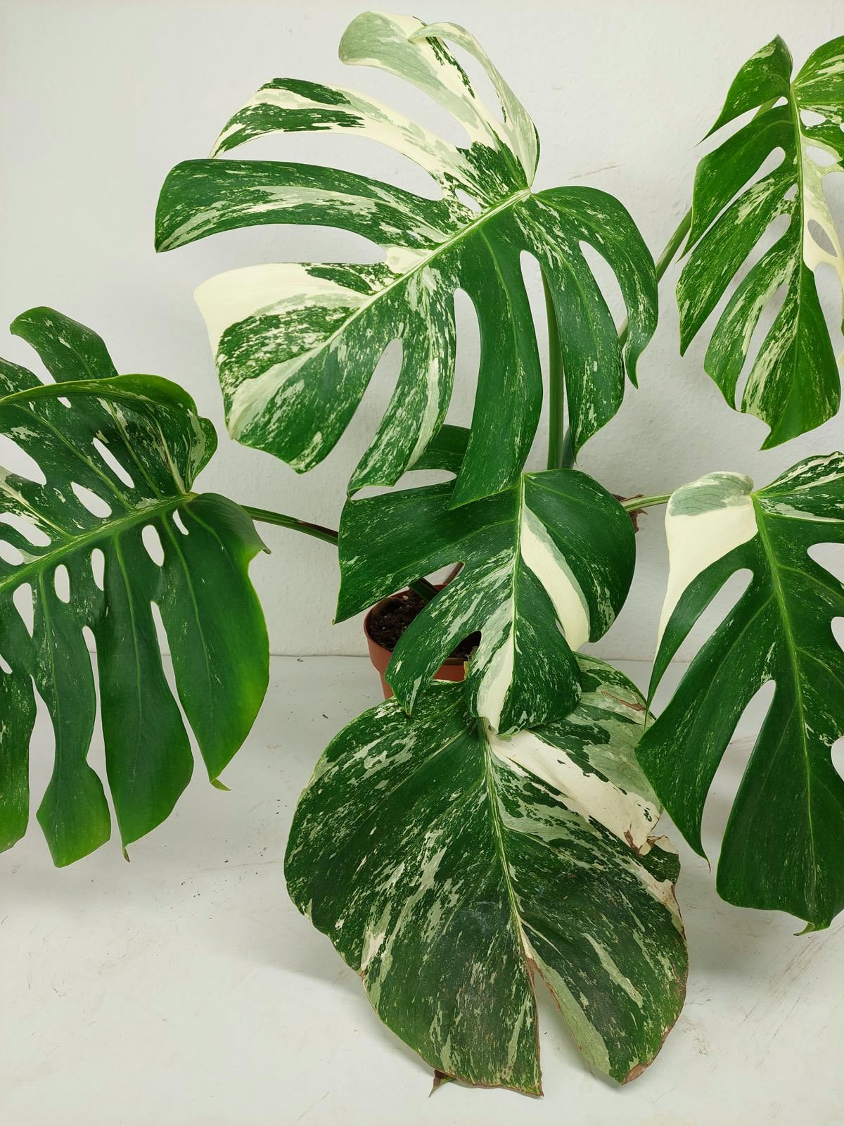 Monstera Variegata (zum aussuchen)