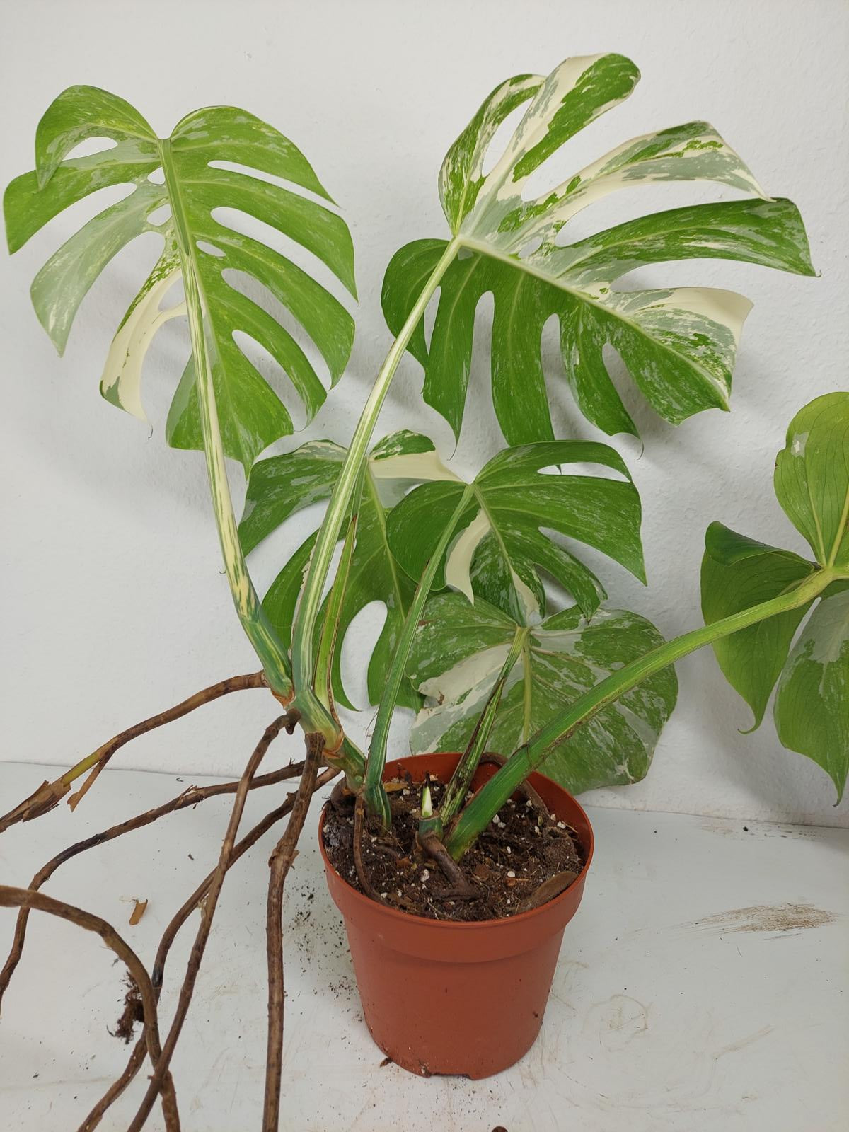 Monstera Variegata (zum aussuchen)