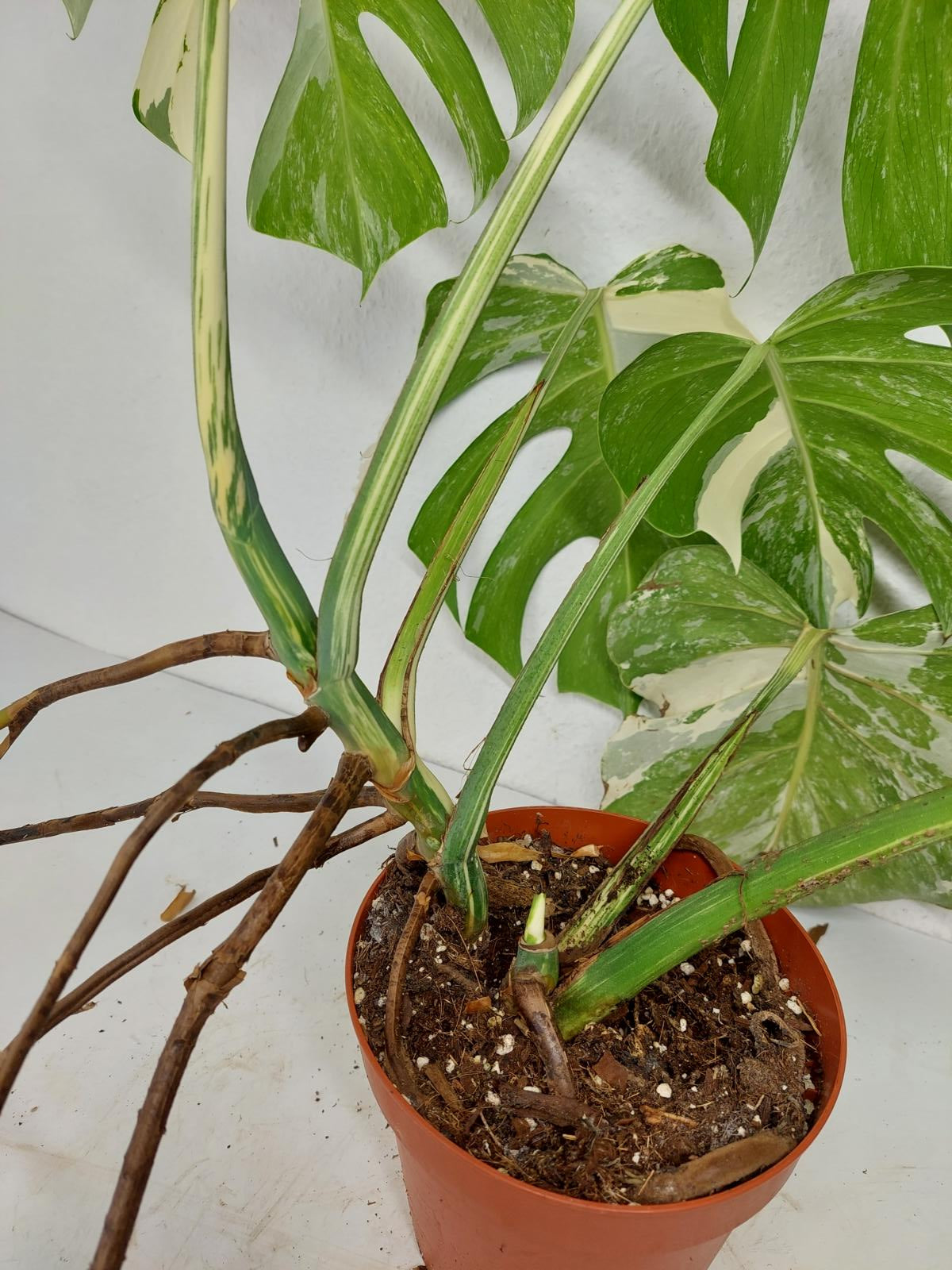 Monstera Variegata (zum aussuchen)