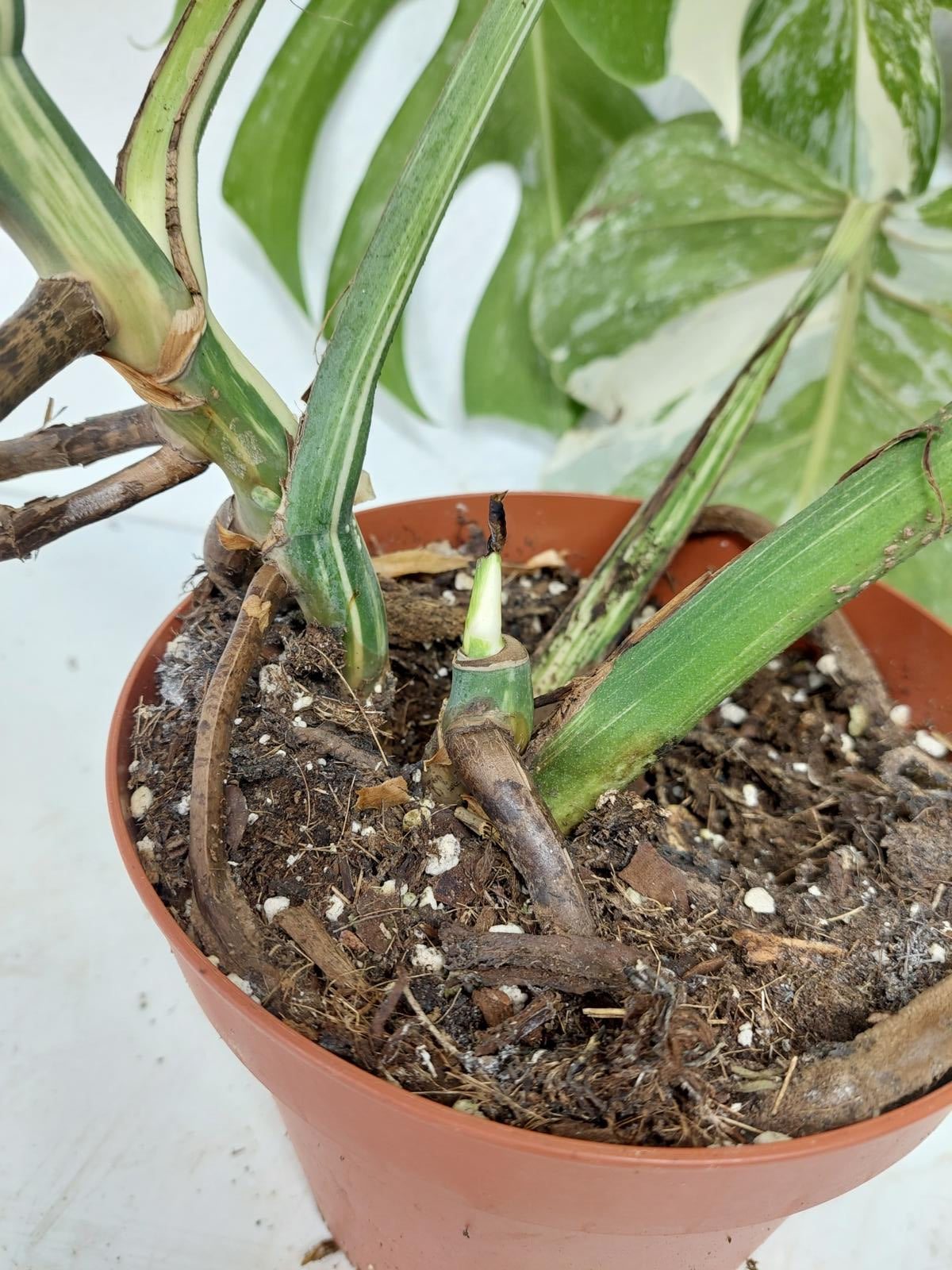 Monstera Variegata (zum aussuchen)