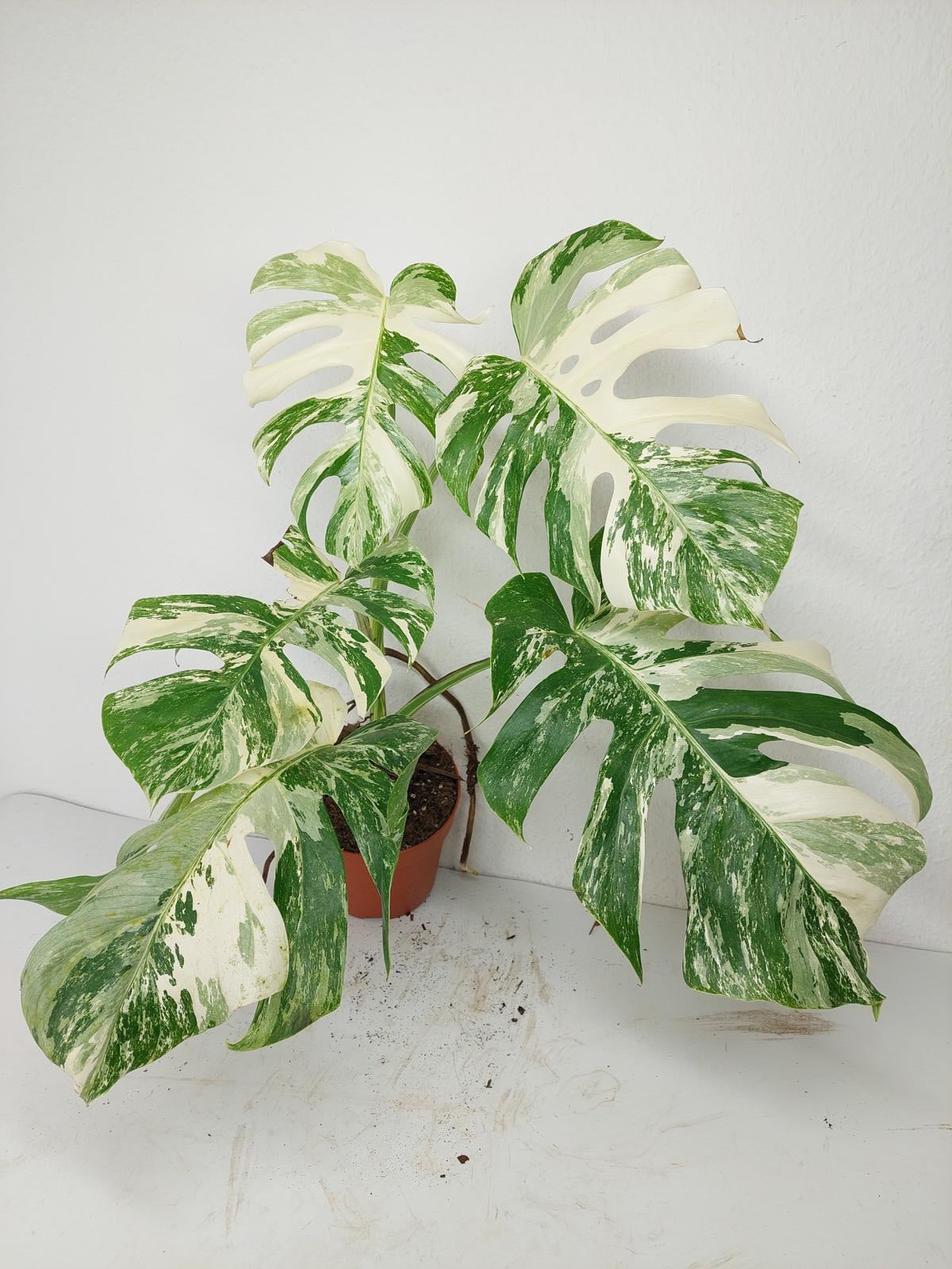 Monstera Variegata (zum aussuchen)