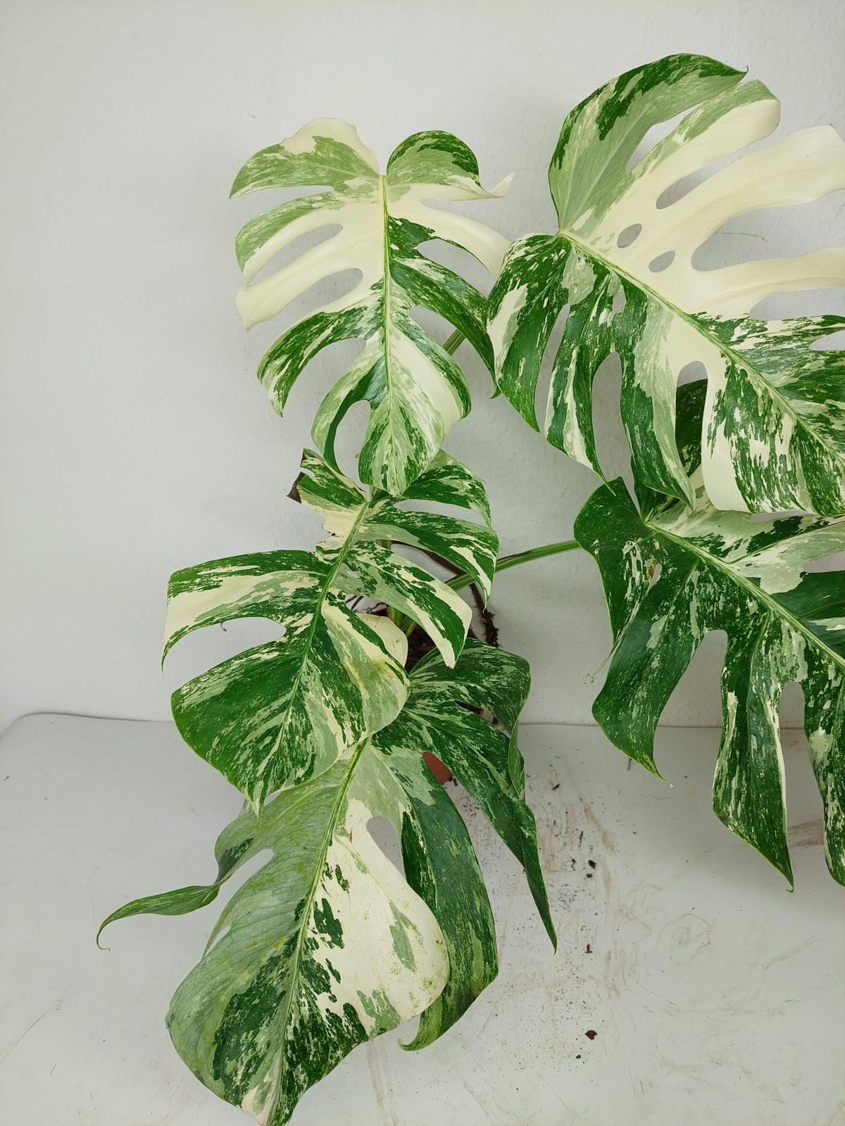 Monstera Variegata (zum aussuchen)