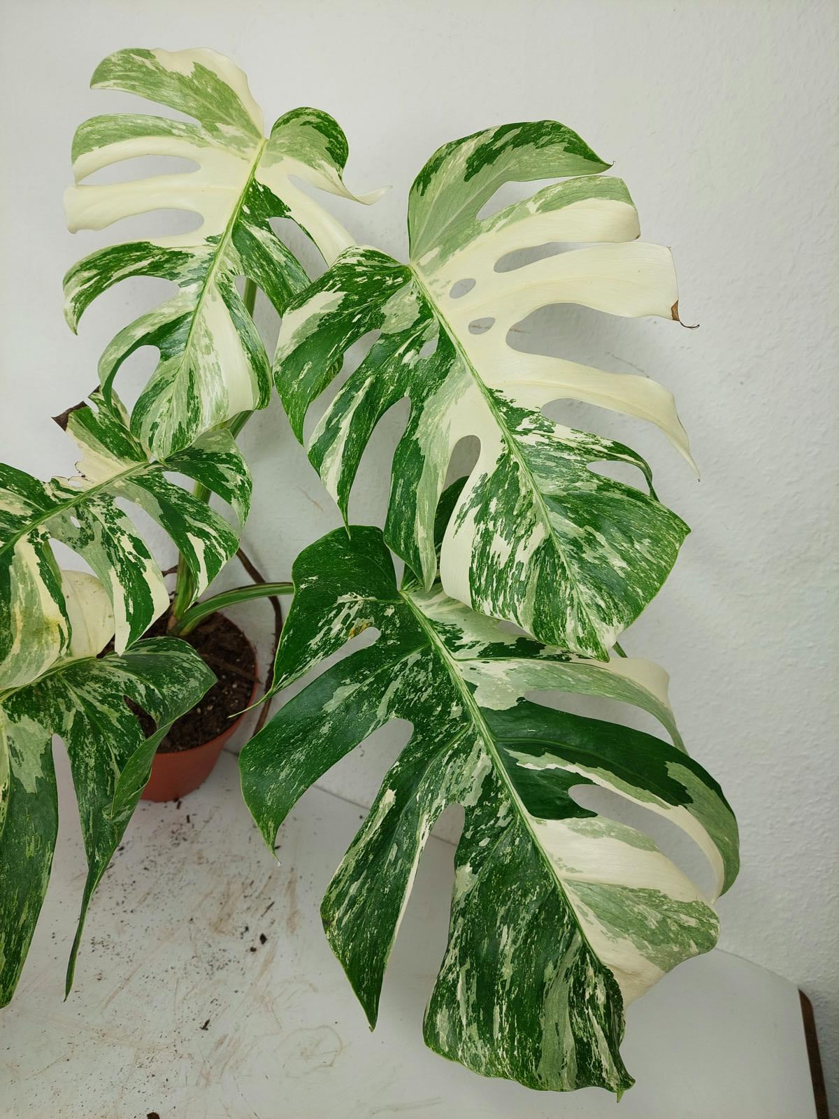 Monstera Variegata (zum aussuchen)