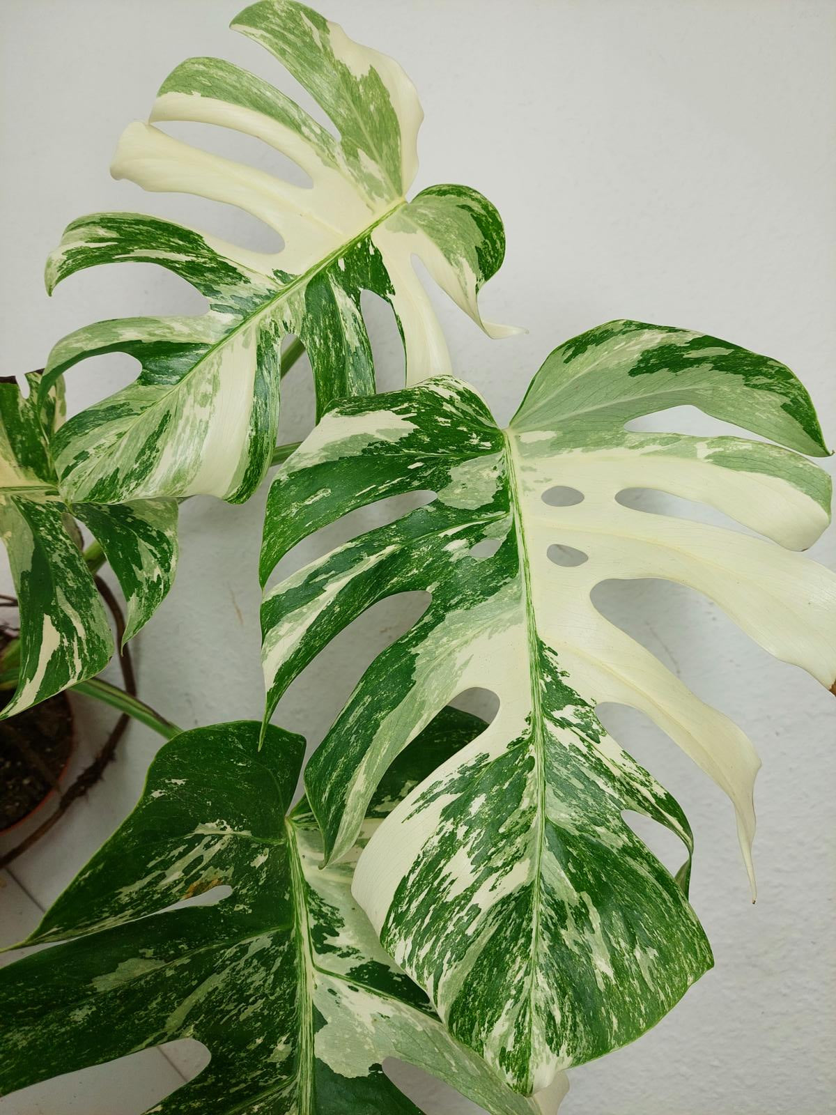Monstera Variegata (zum aussuchen)