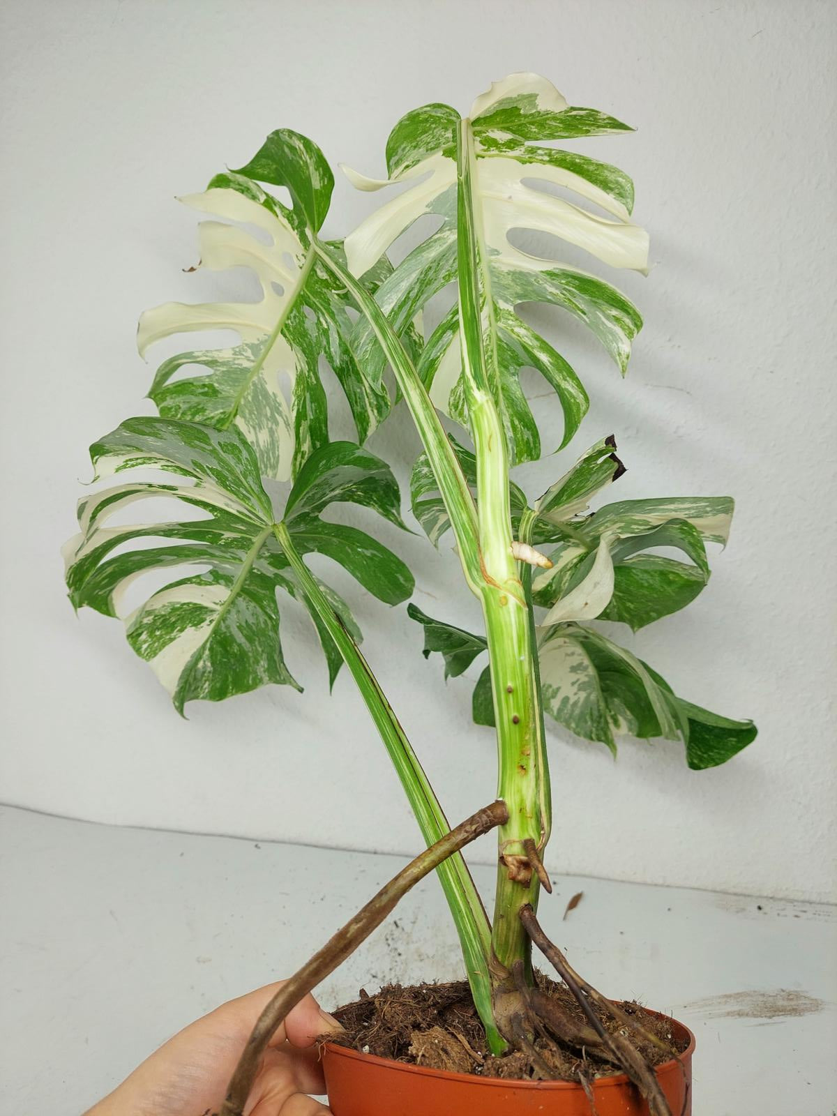 Monstera Variegata (zum aussuchen)