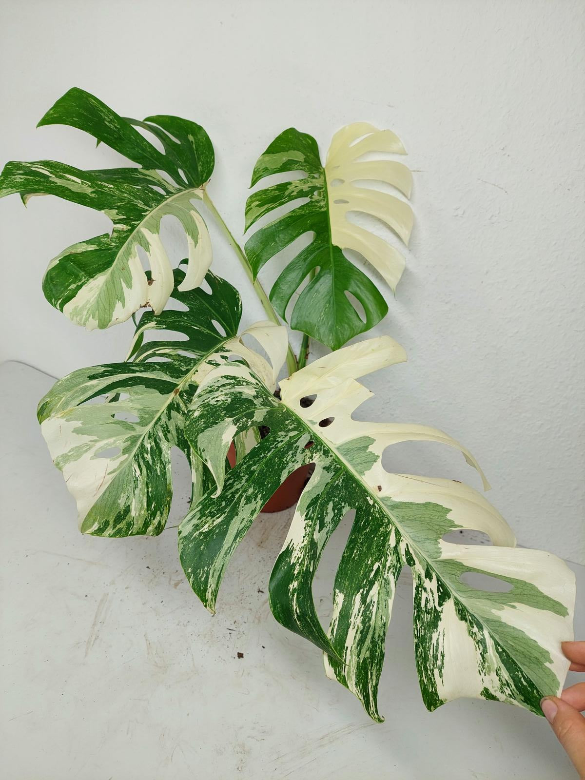 Monstera Variegata (zum aussuchen)