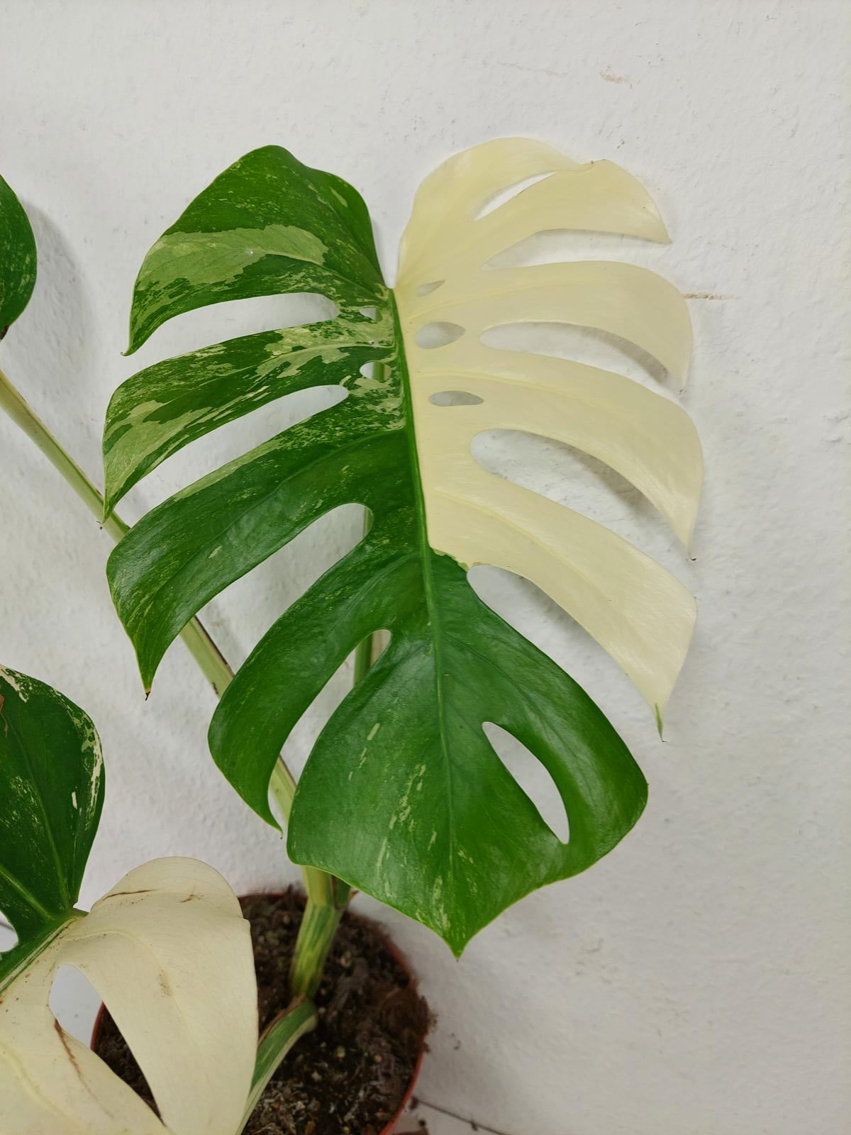 Monstera Variegata (zum aussuchen)