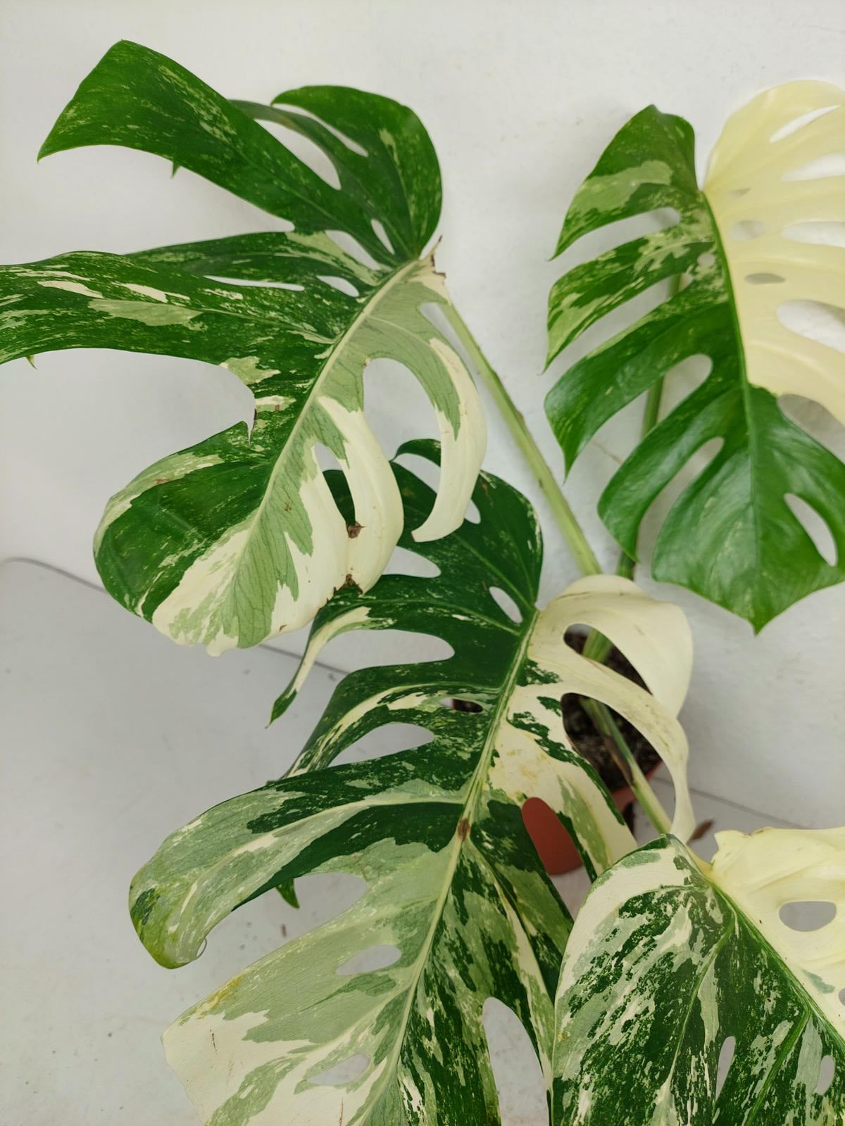 Monstera Variegata (zum aussuchen)