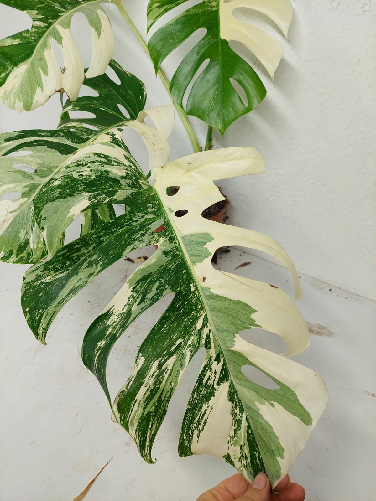 Monstera Variegata (zum aussuchen)