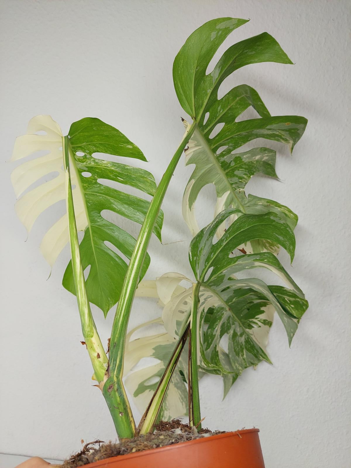Monstera Variegata (zum aussuchen)