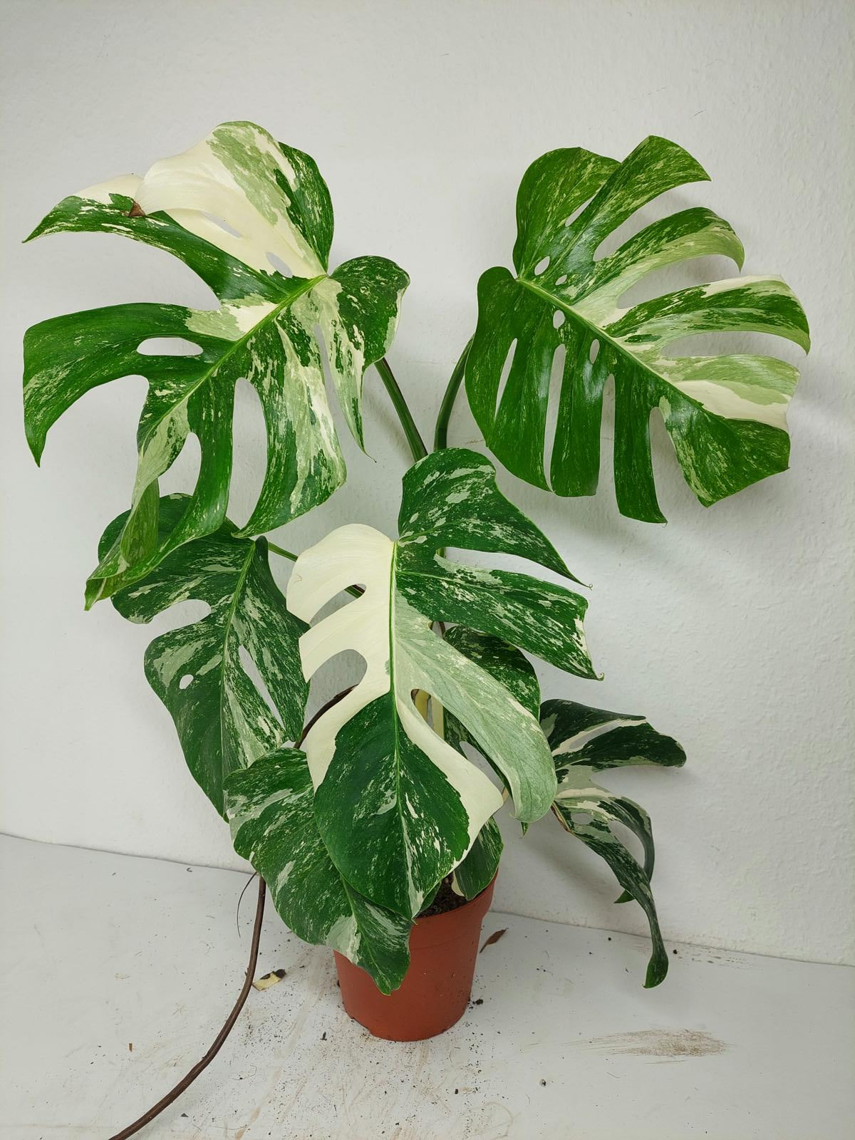 Sad Plants