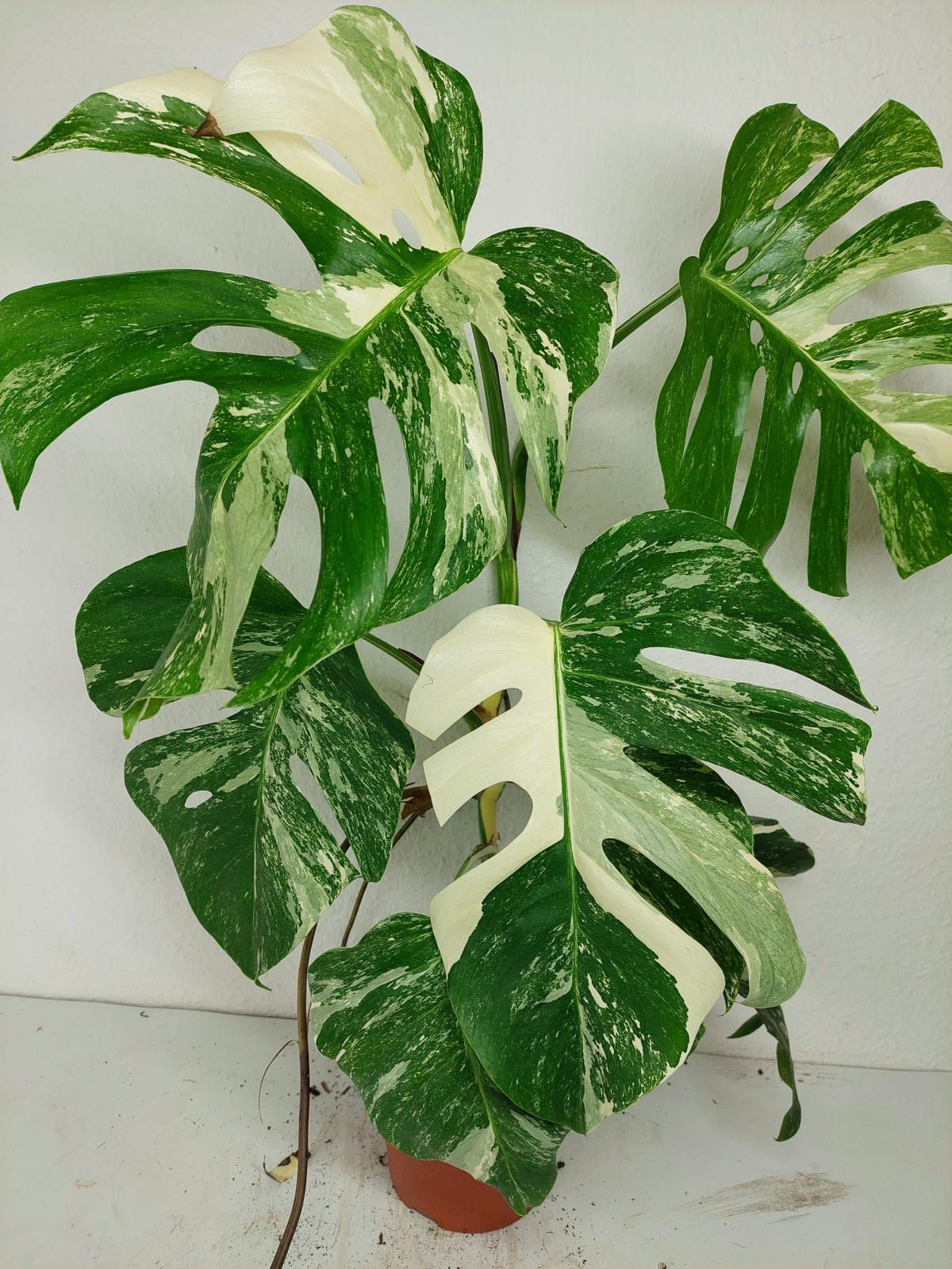 Sad Plants