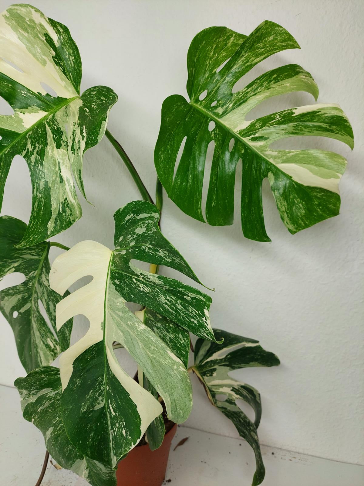 Sad Plants