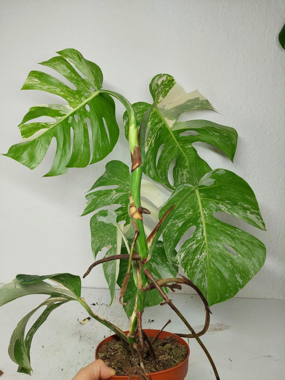 Sad Plants