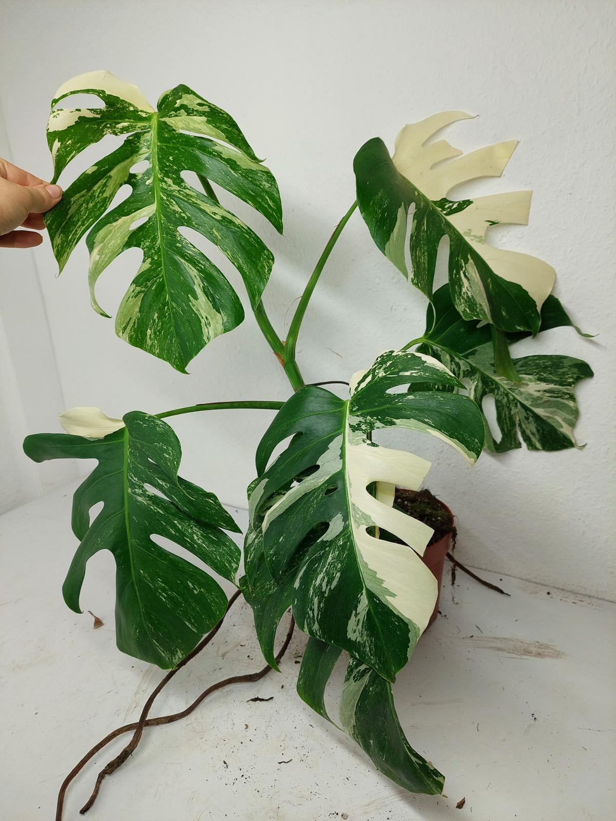 Sad Plants