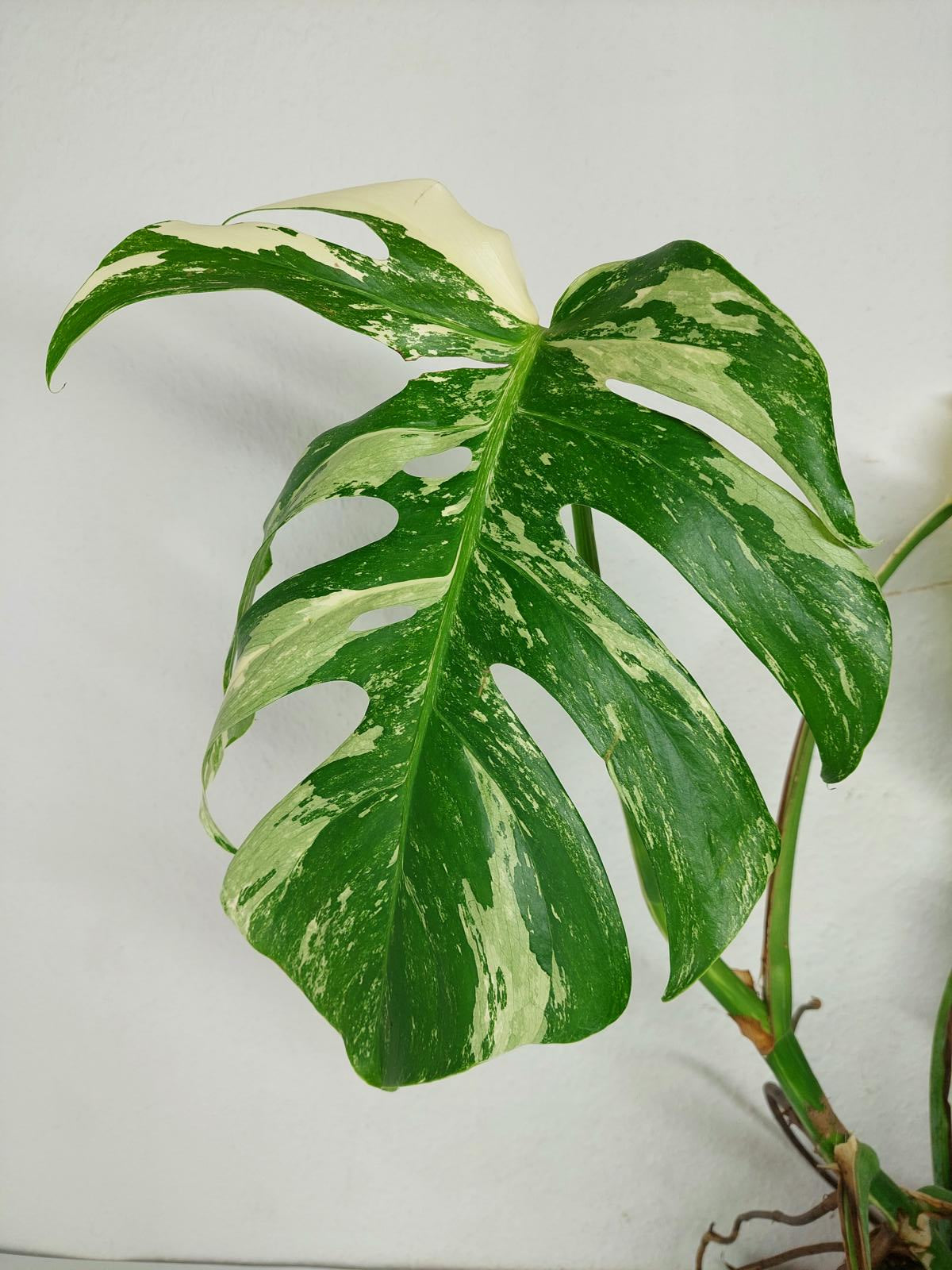 Sad Plants