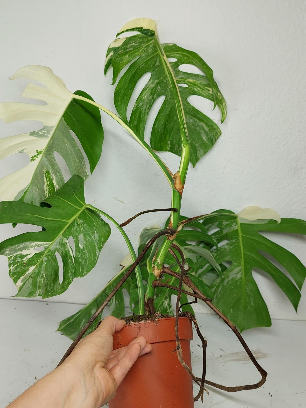 Sad Plants