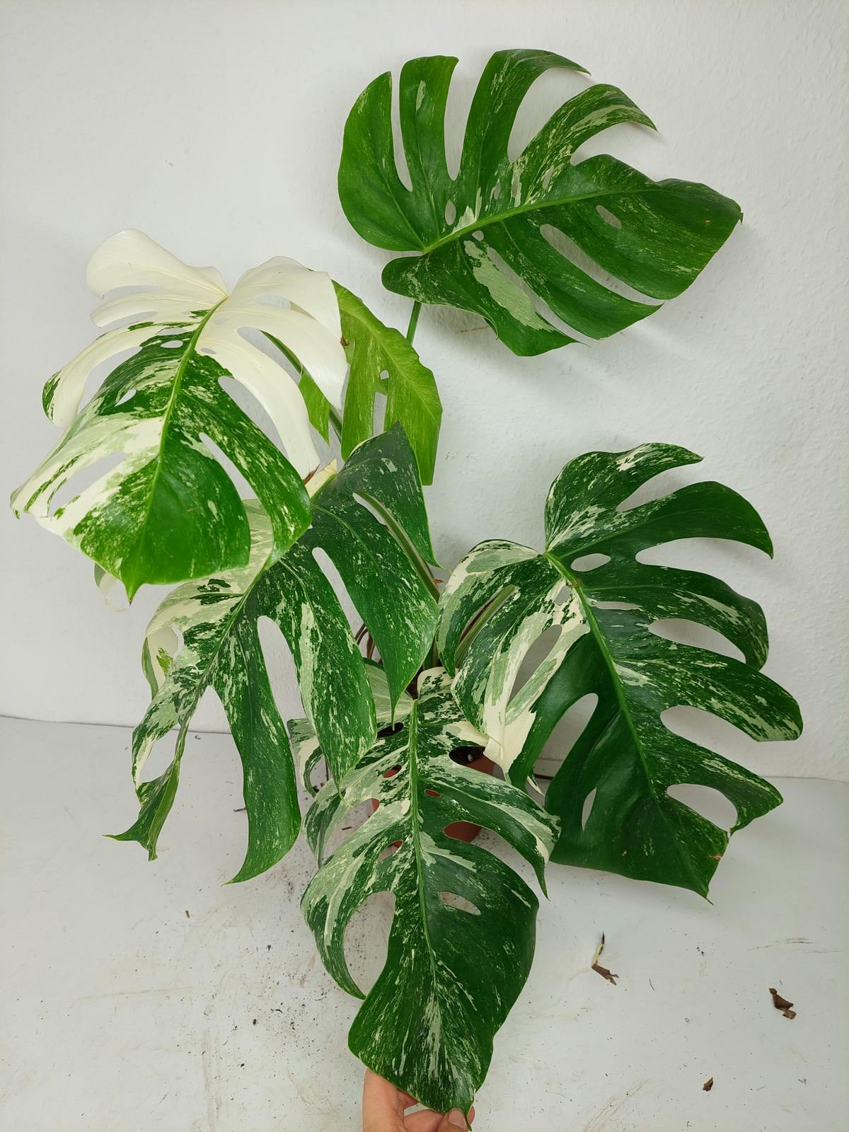Sad Plants
