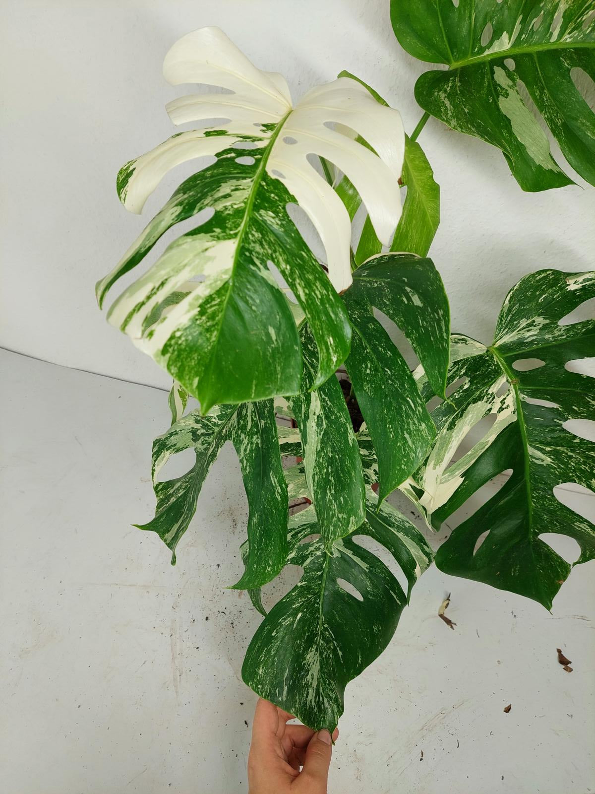 Sad Plants